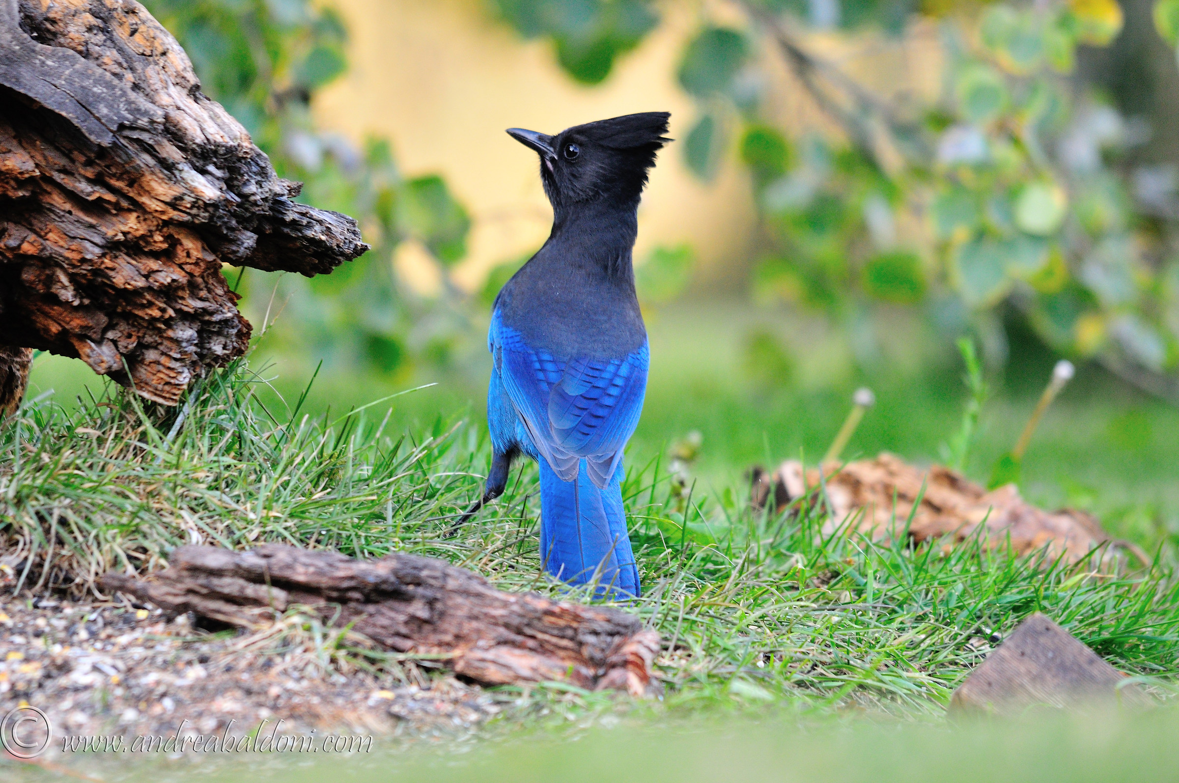 Ghiandaia di steller (Cyanocitta stelleri)