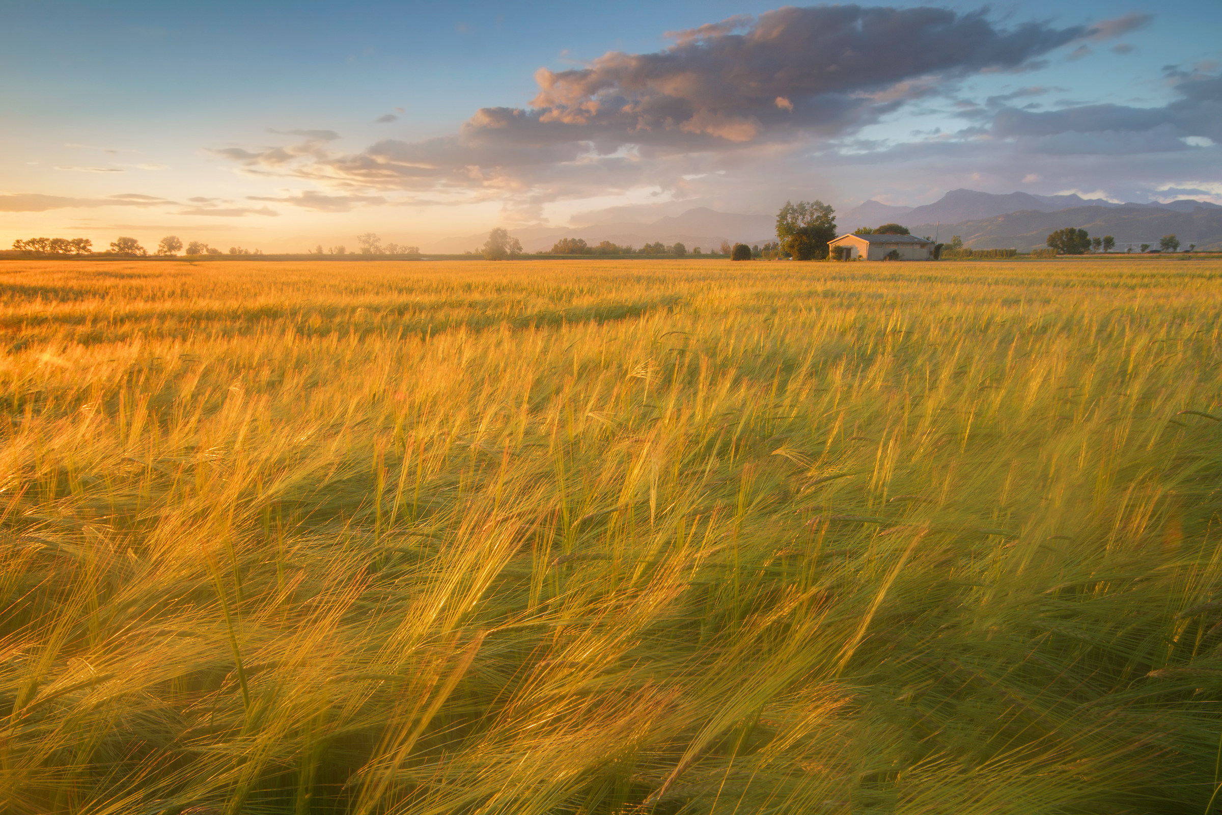 I Will not Back Down