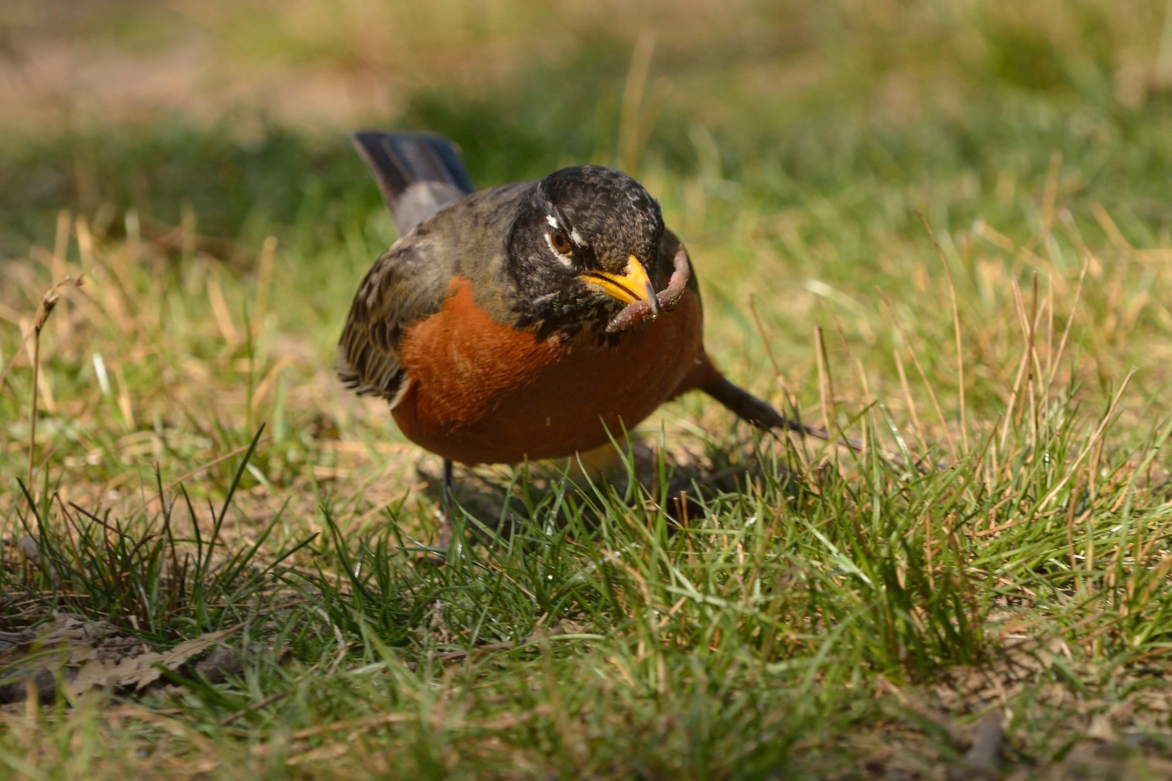 American robin