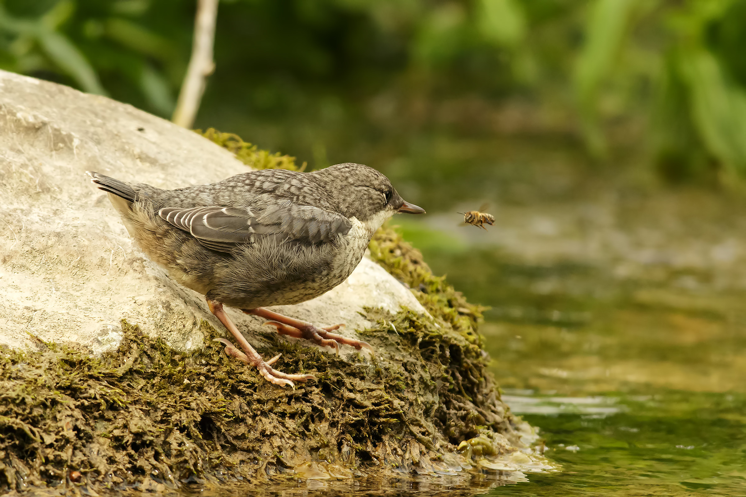 close encounter with the bee