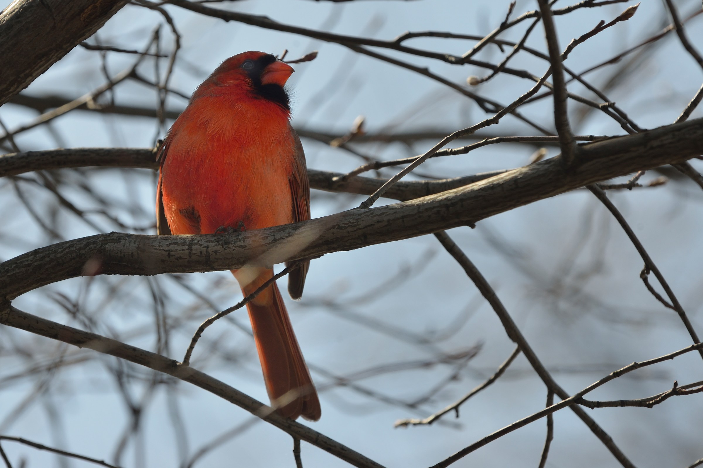 Northern Cardinal
