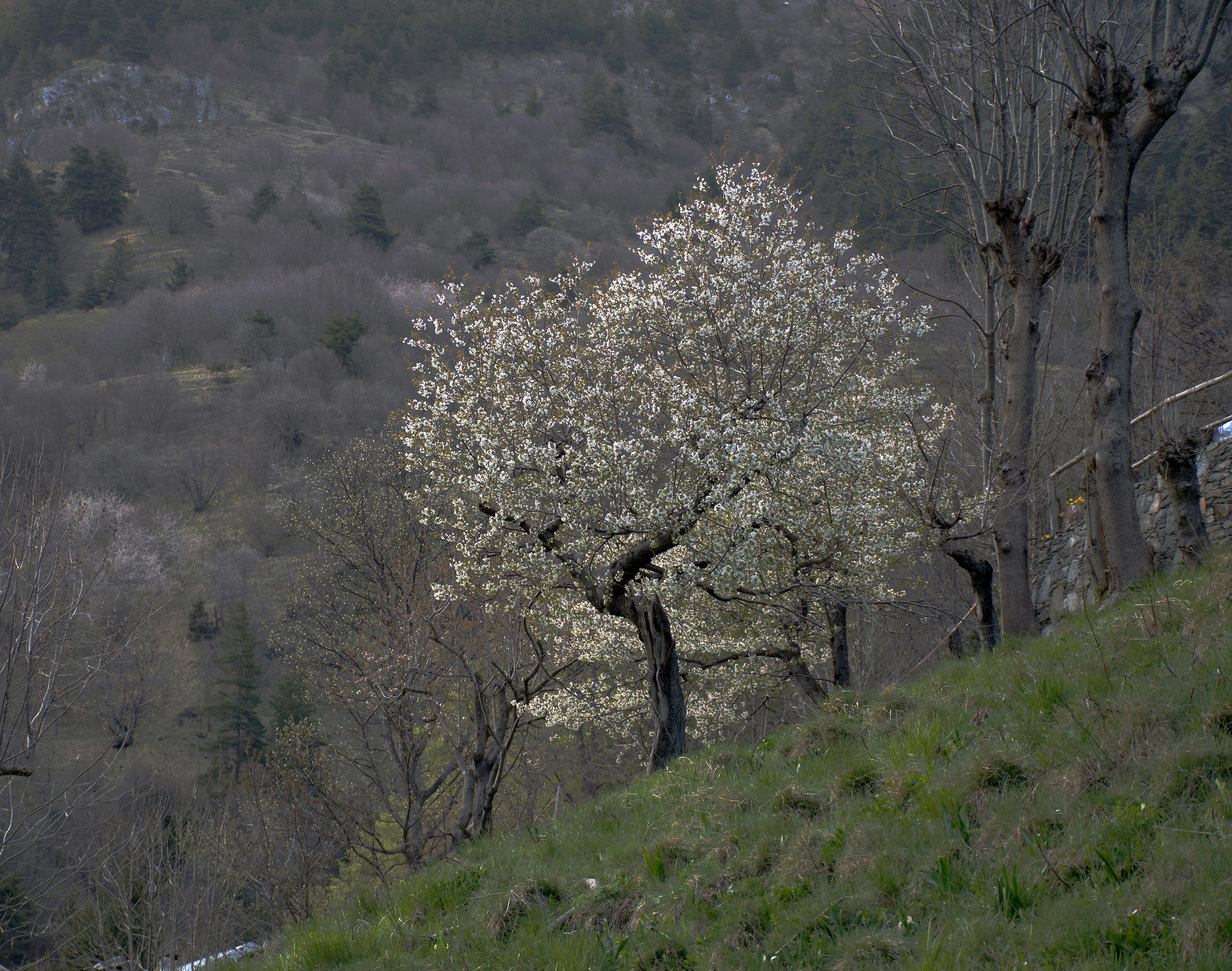 Cherry tree in spring