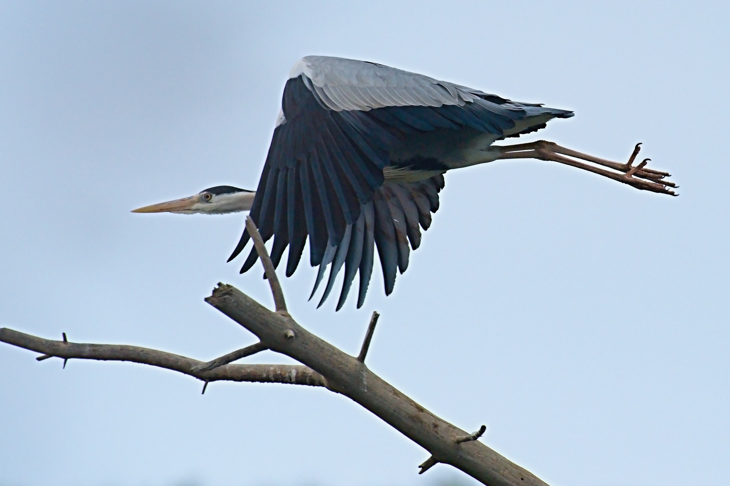 Il volo del Cenerino