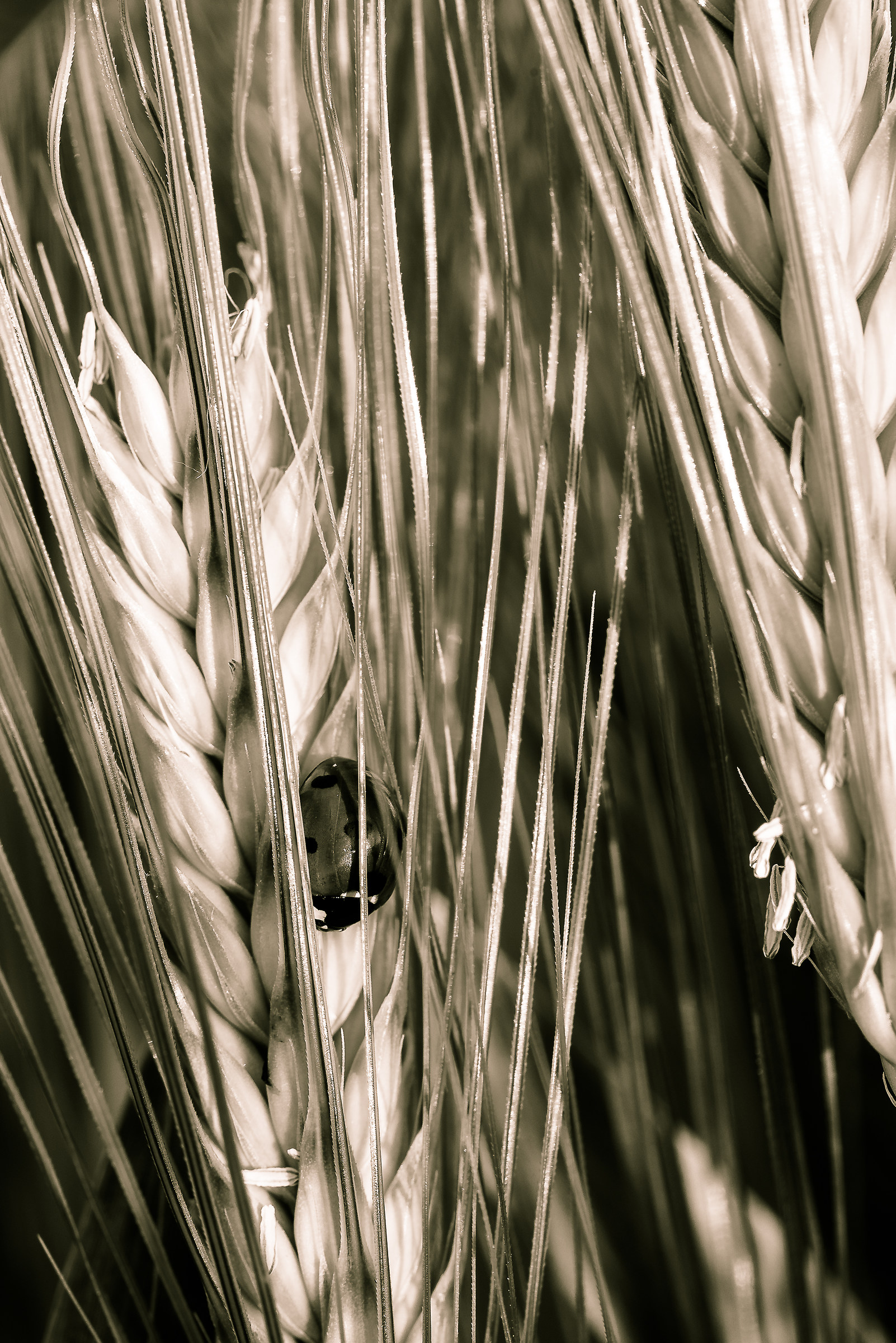 A grain almost black