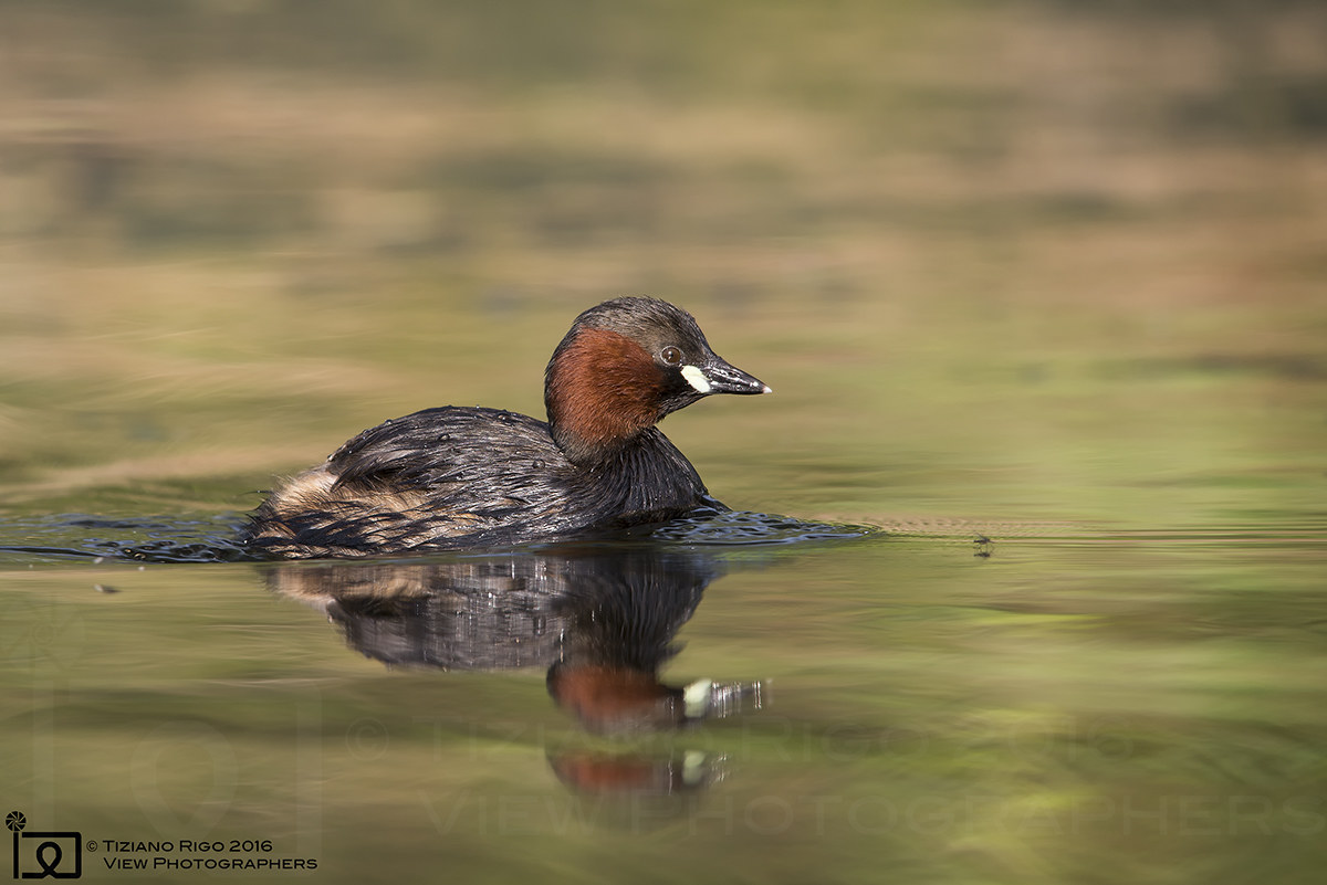 Little grebe