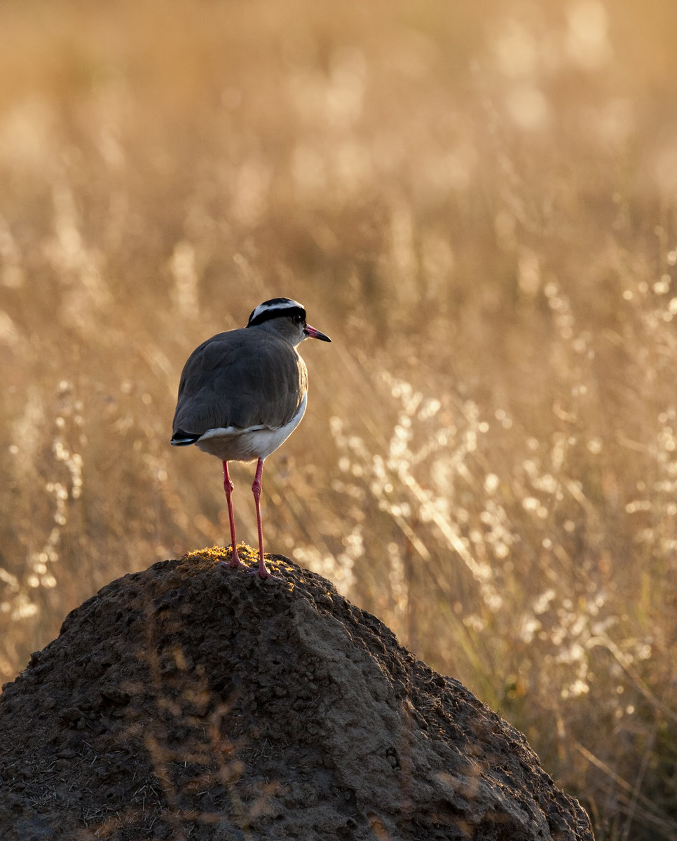 Lapwing sunset