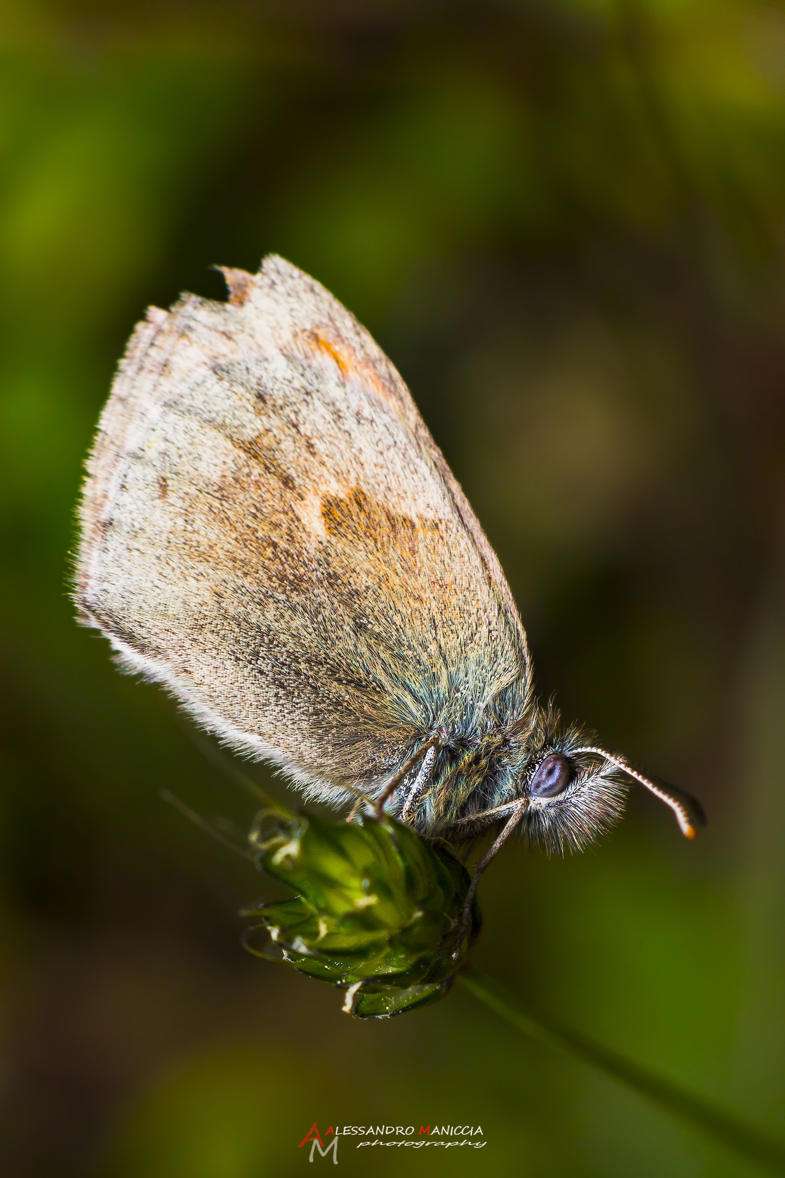 Coenonympha pamphilus