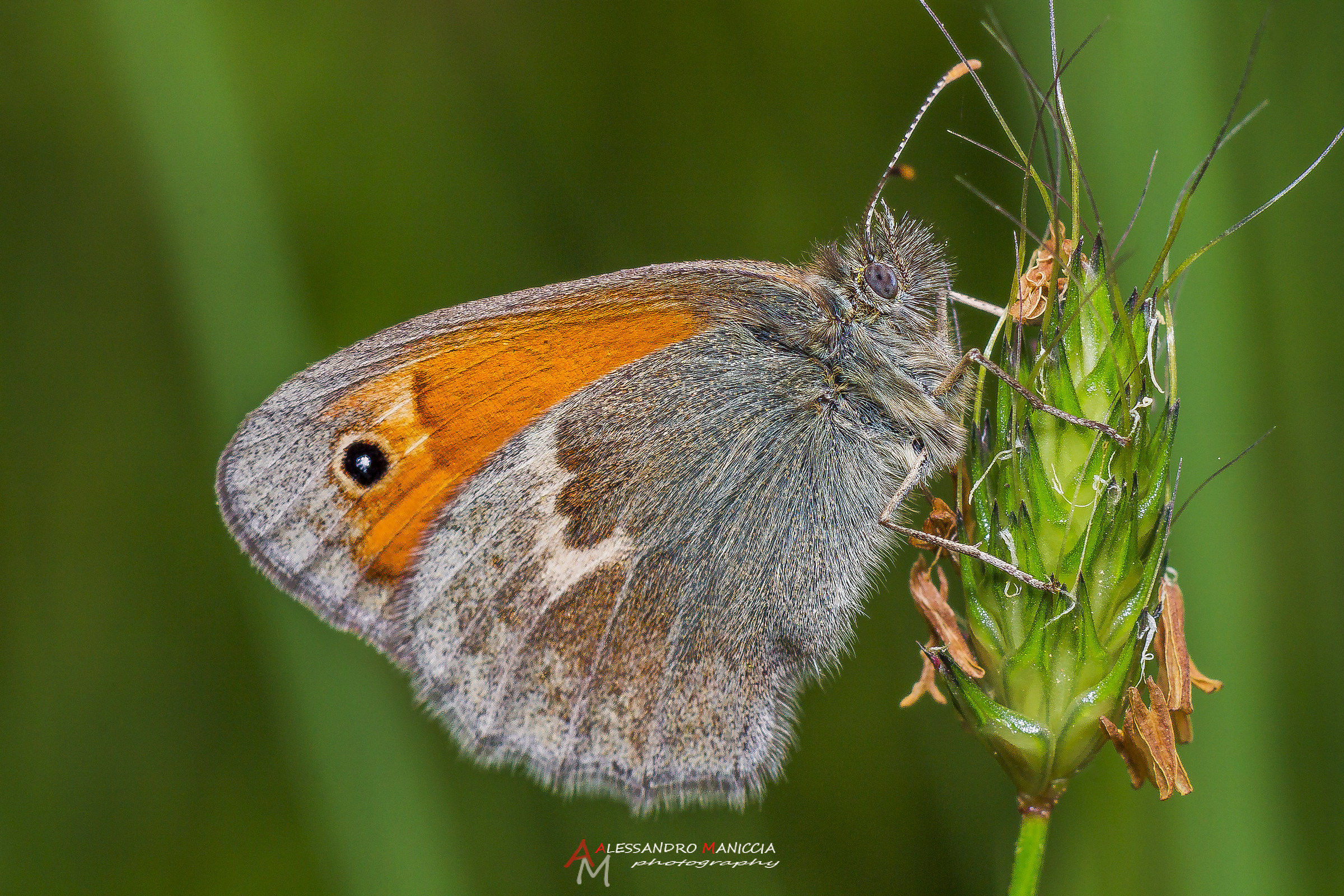 Coenonympha pamphilus