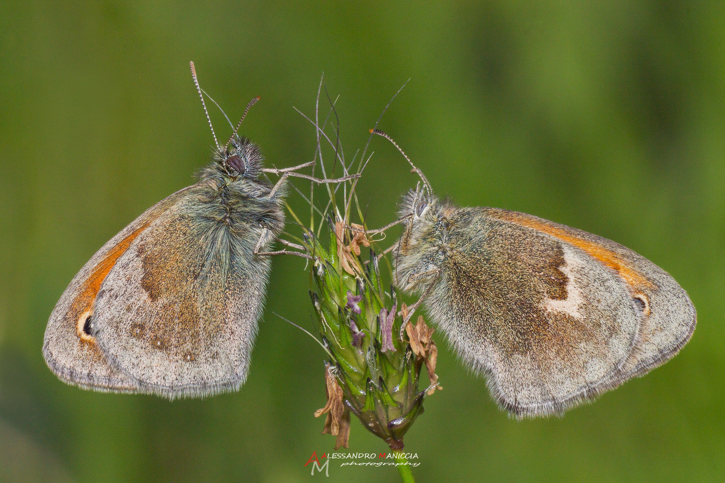 Coenonympha pamphilus