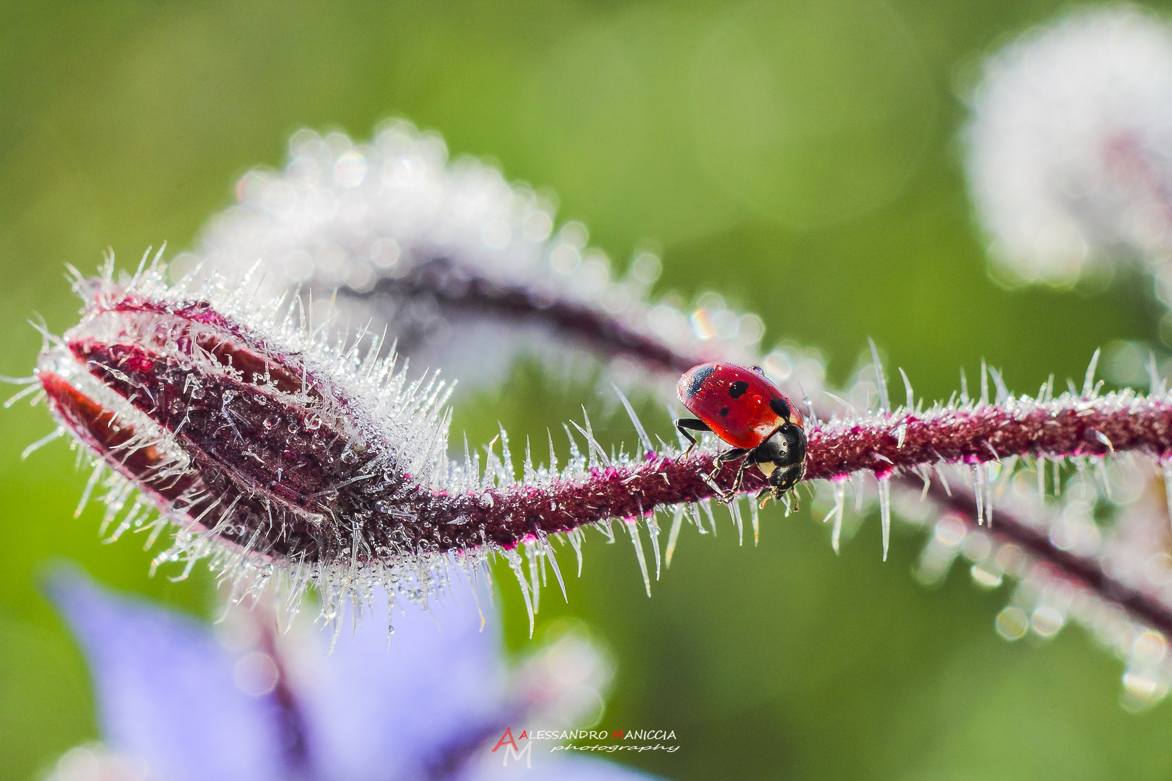 Ladybug