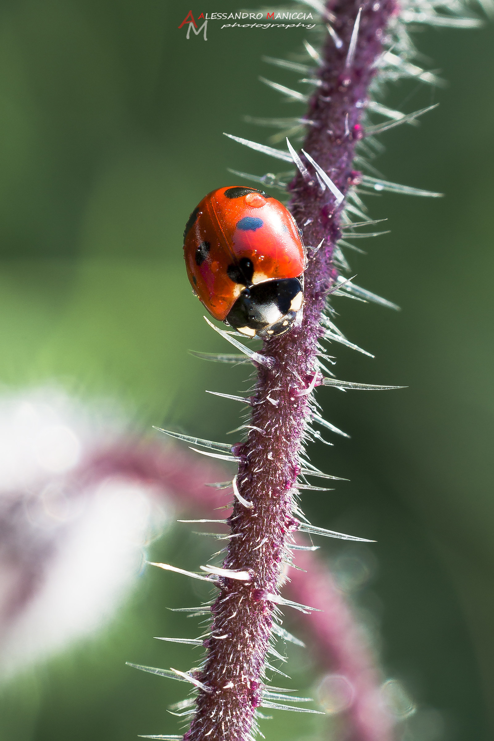 Ladybug