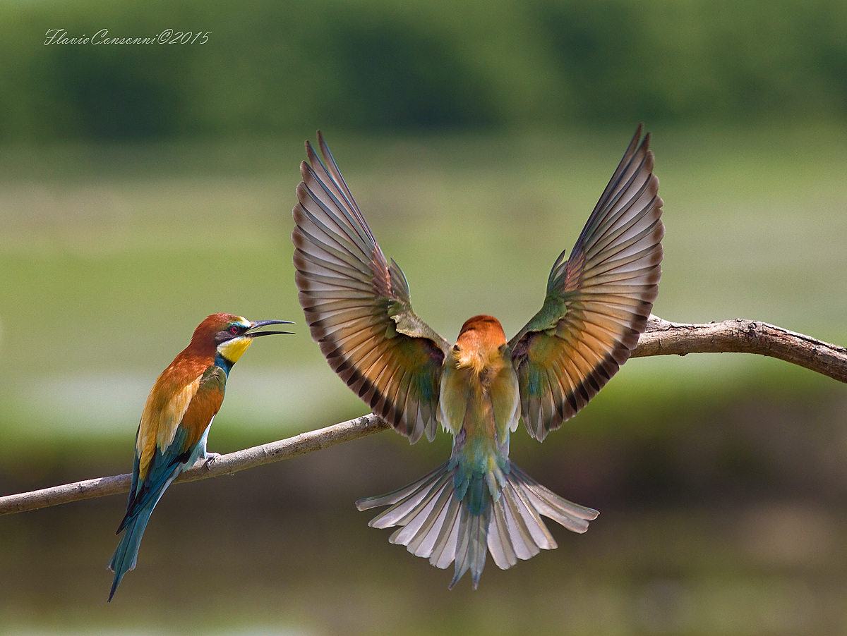 Le ali del Gruccione