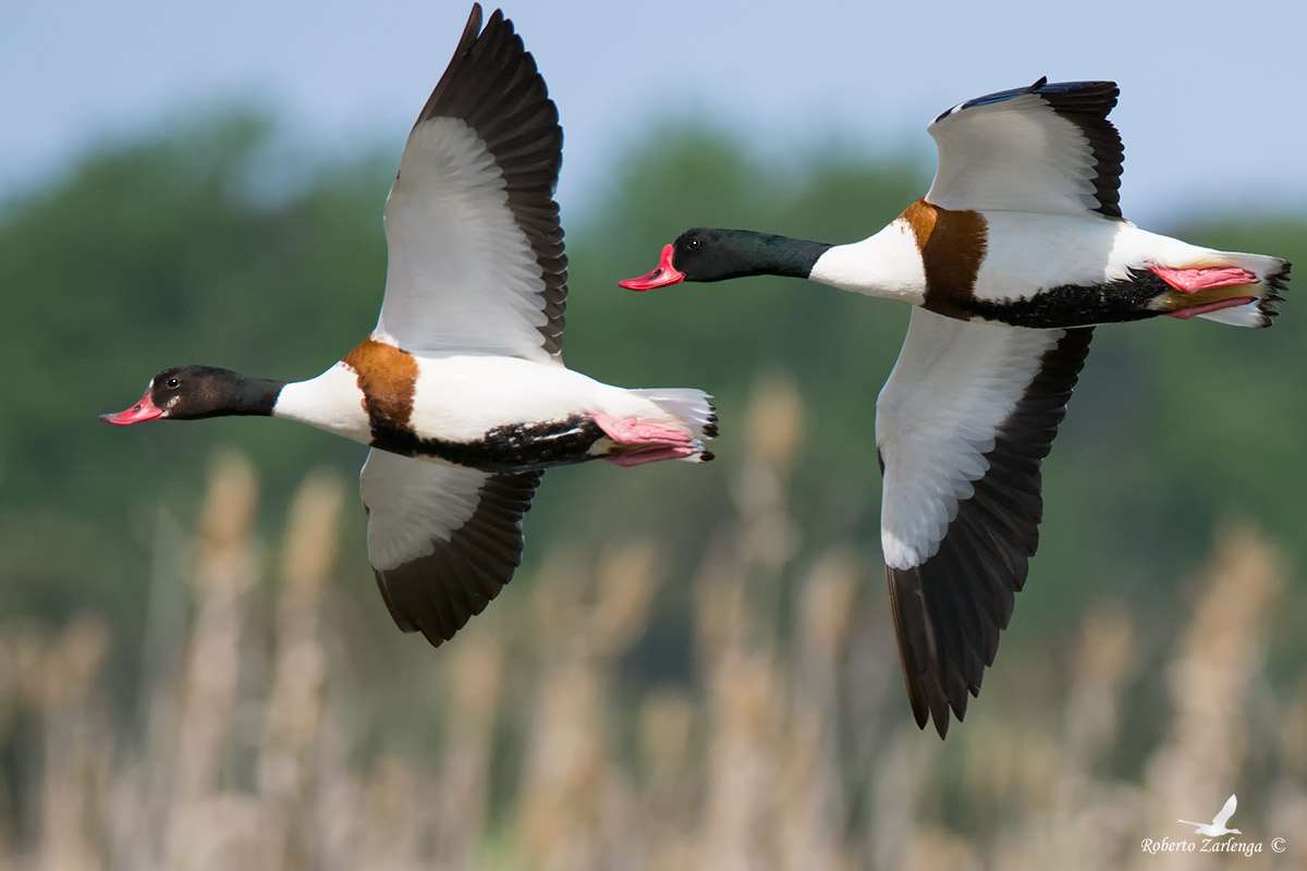 Shelduck during turns