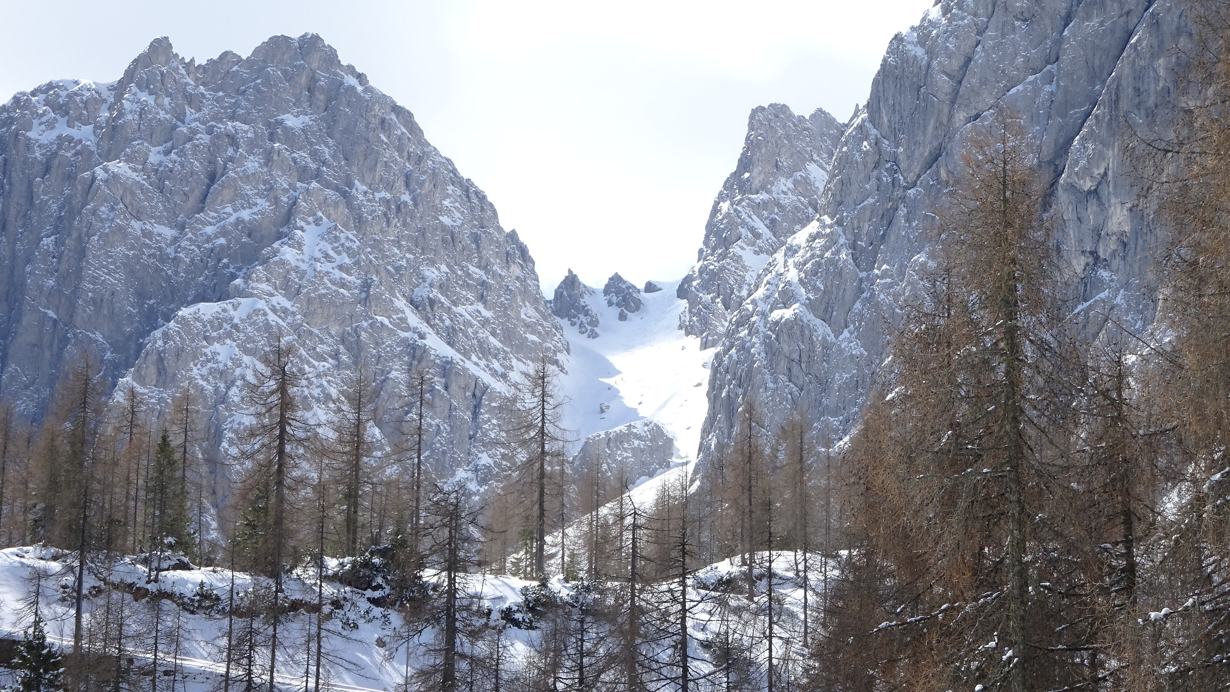 Rorcella Rinsen ingrandimento