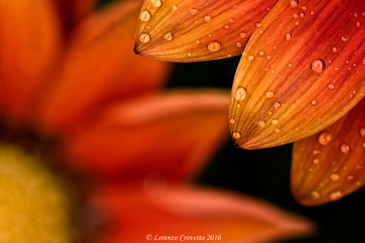 A little bit of Orange