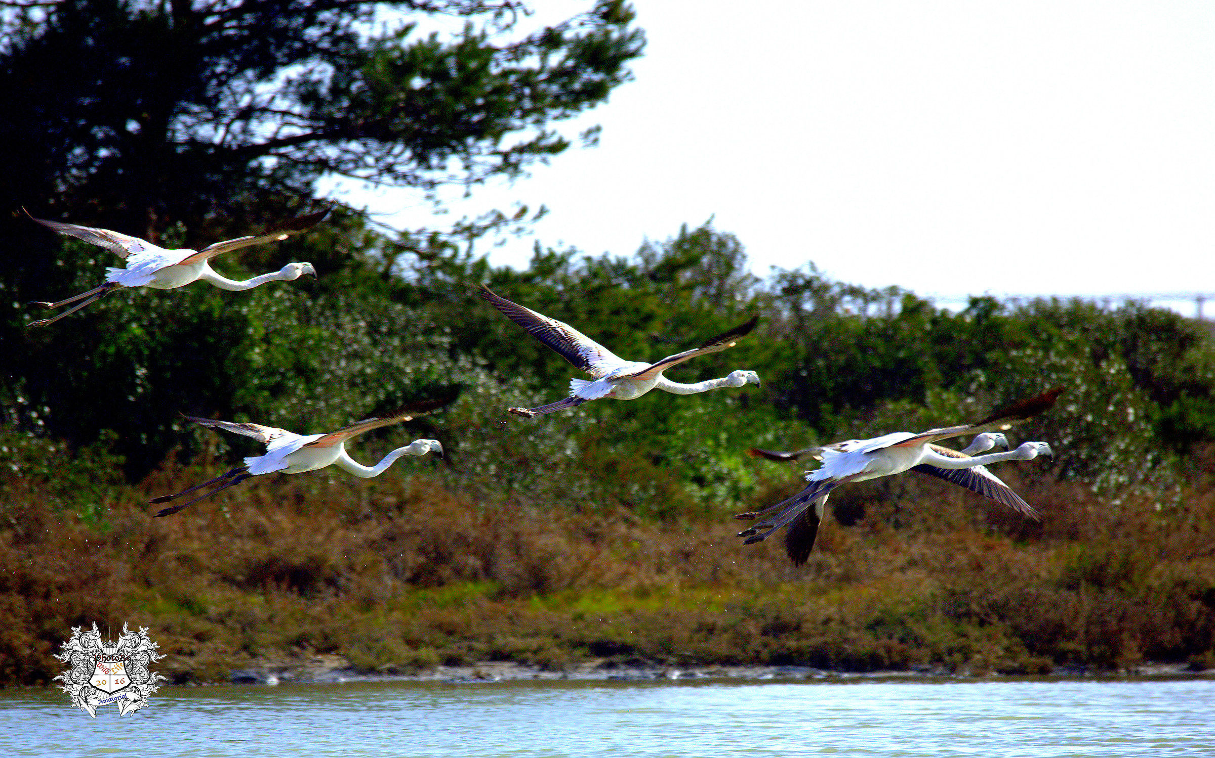 The sweet flying flamingos