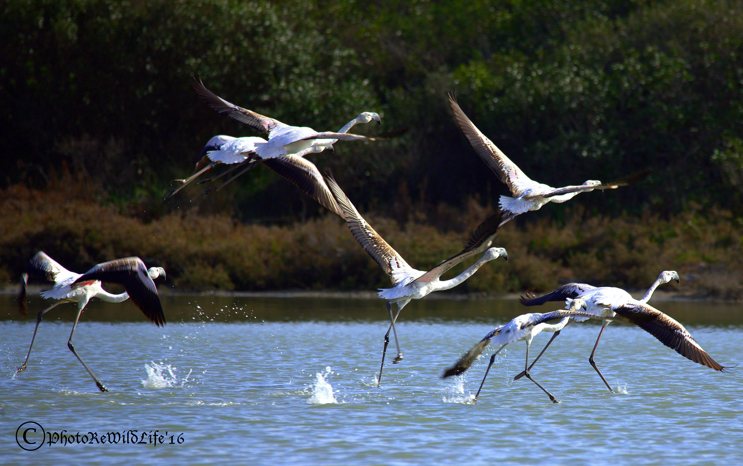 sweet flamingos flight II