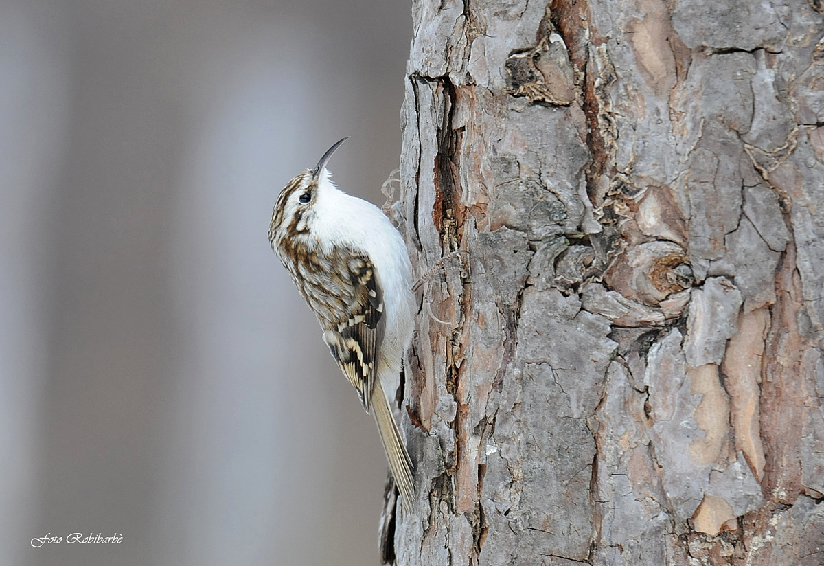 Rampichino alpestre...