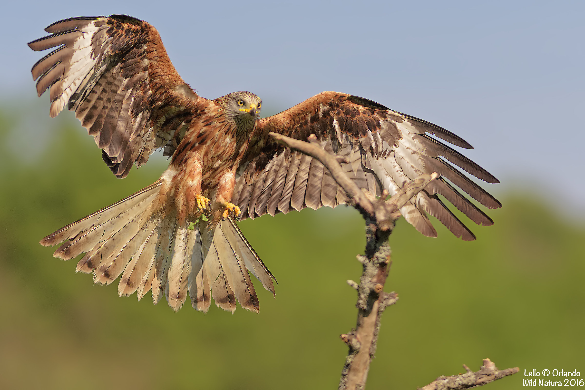Nibbio Reale In Arrivo!