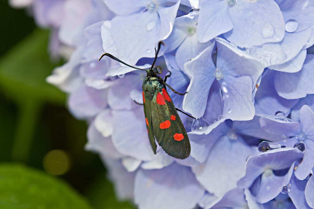 Zygaena Filipendulae