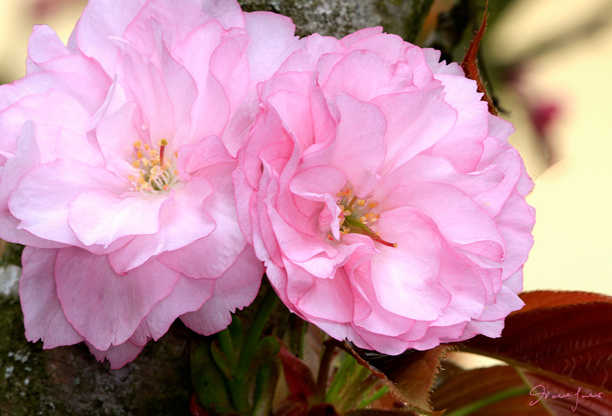 of flowering cherry blossom 2