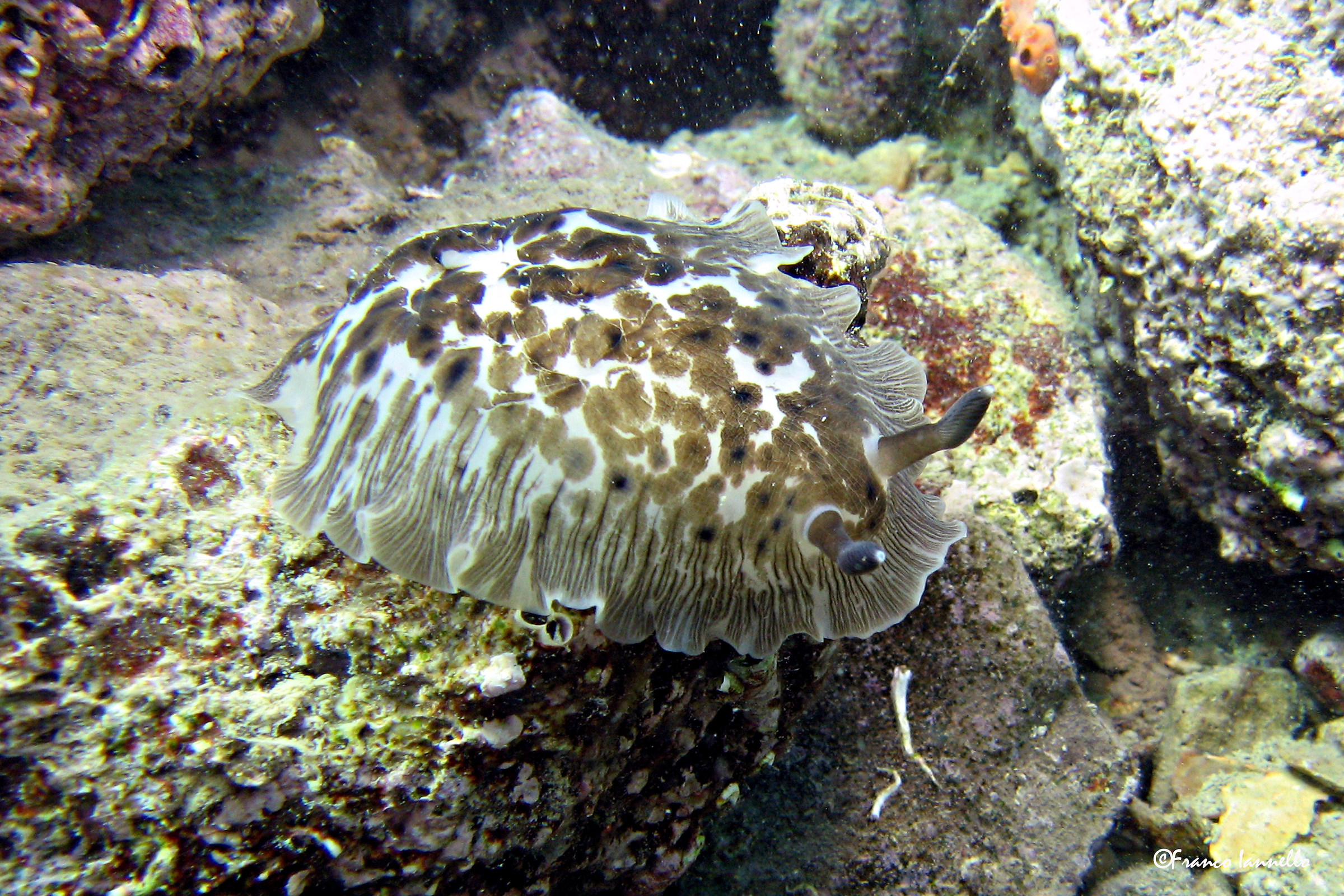 Nudibranco