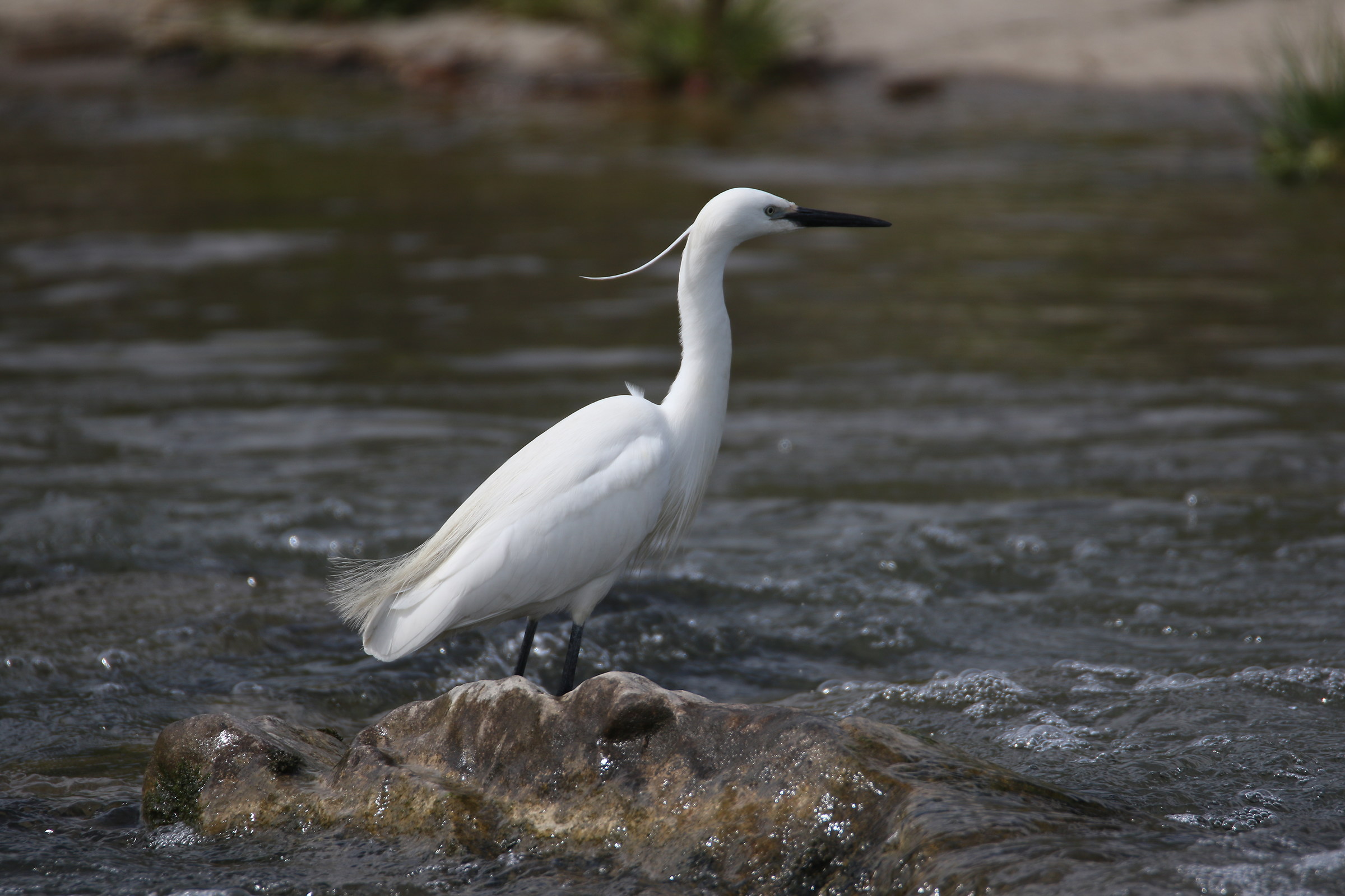 Egretta garzetta 2
