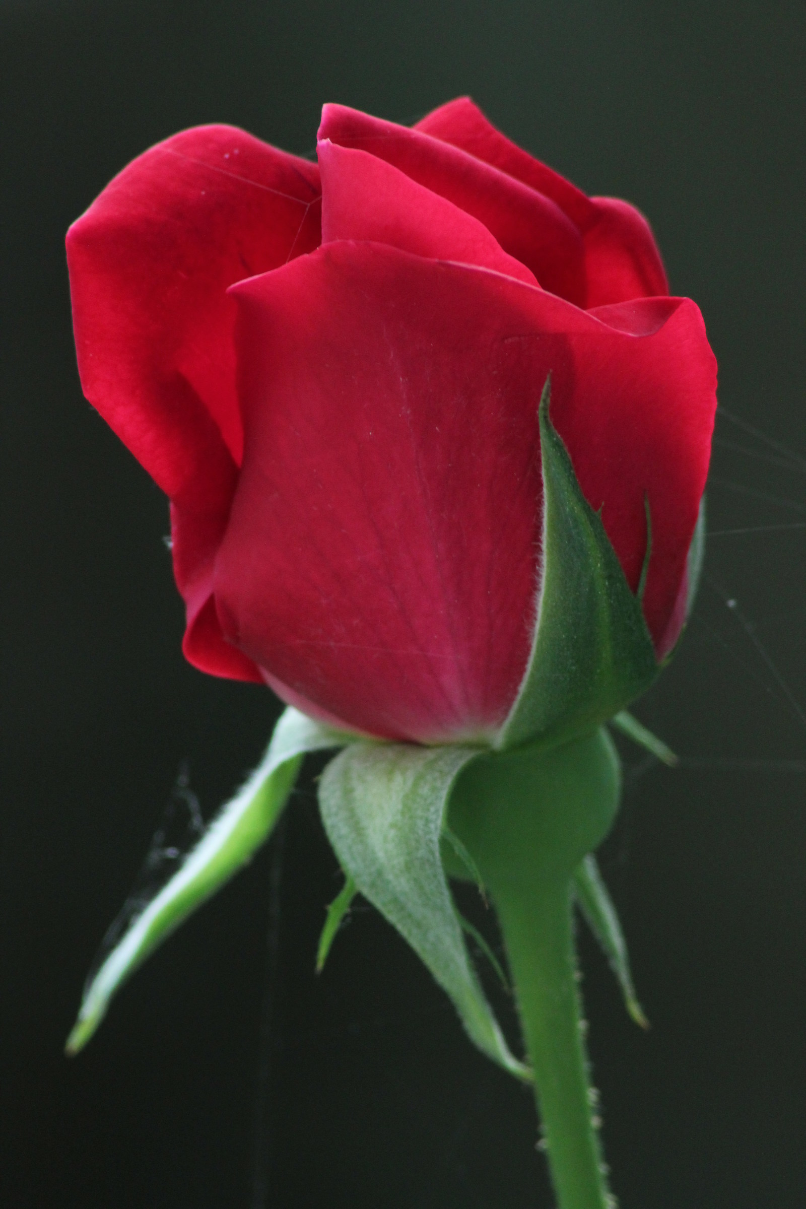 Red Rose 01