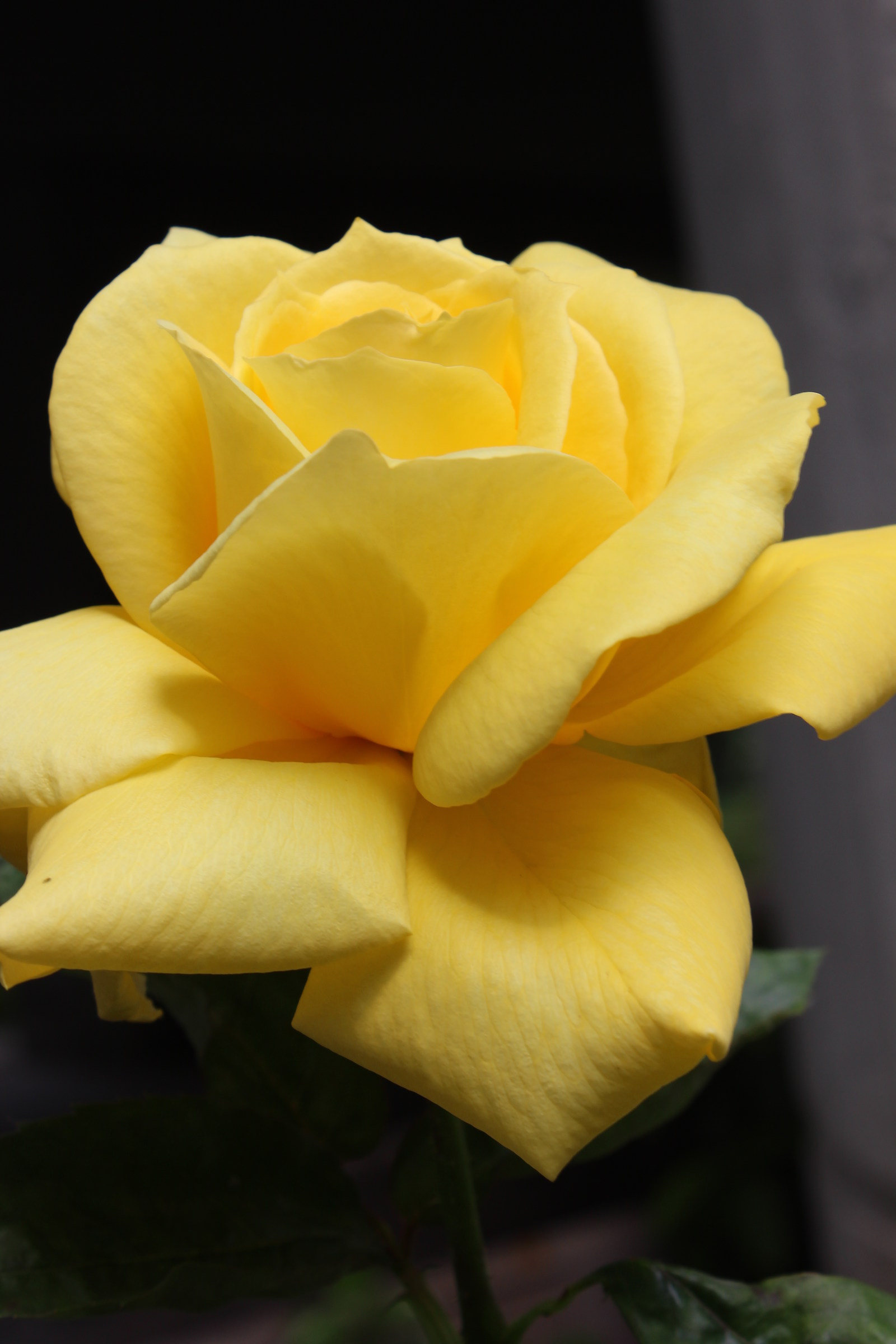 Yellow Rose 01