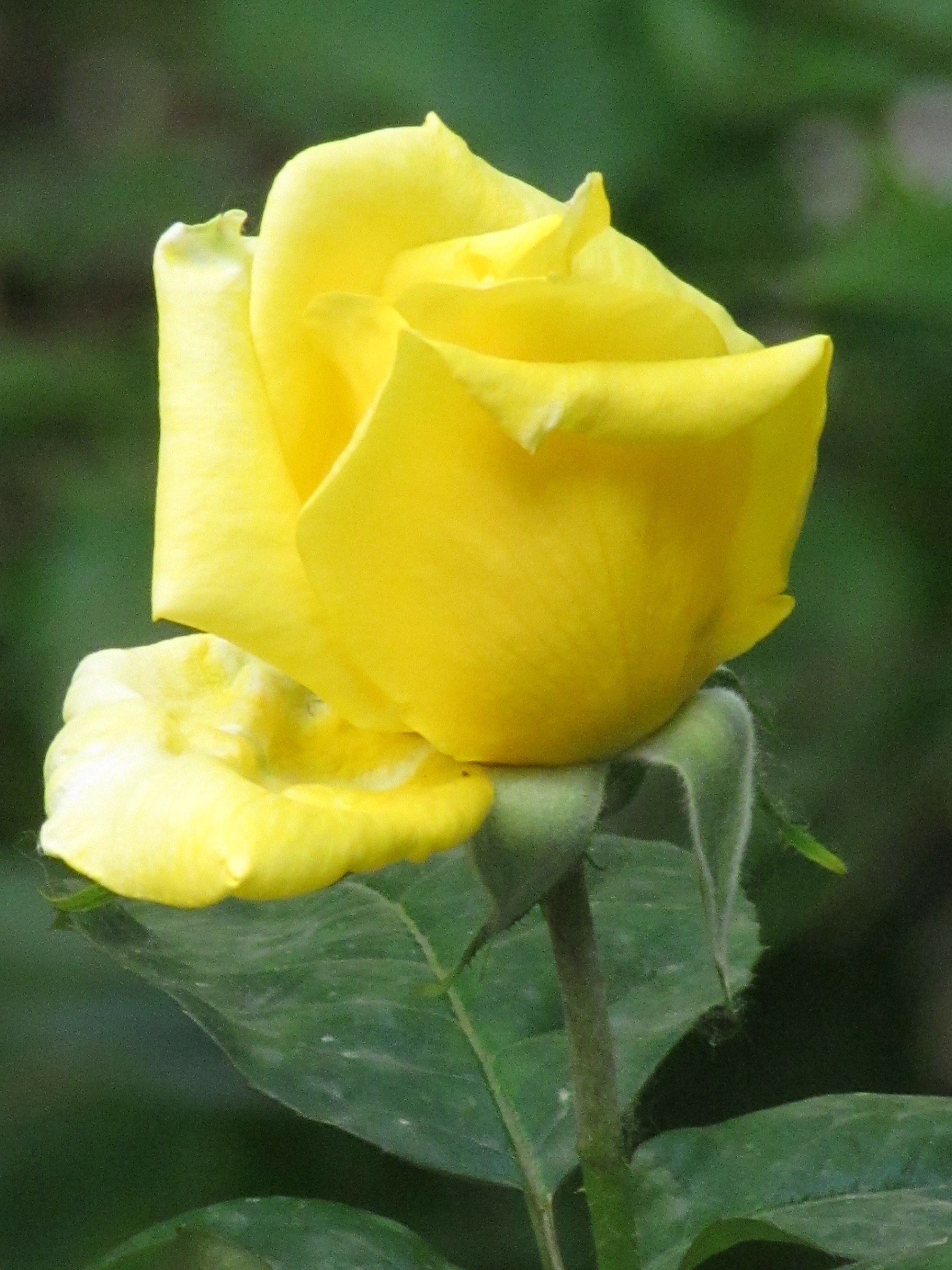 Yellow Rose 02