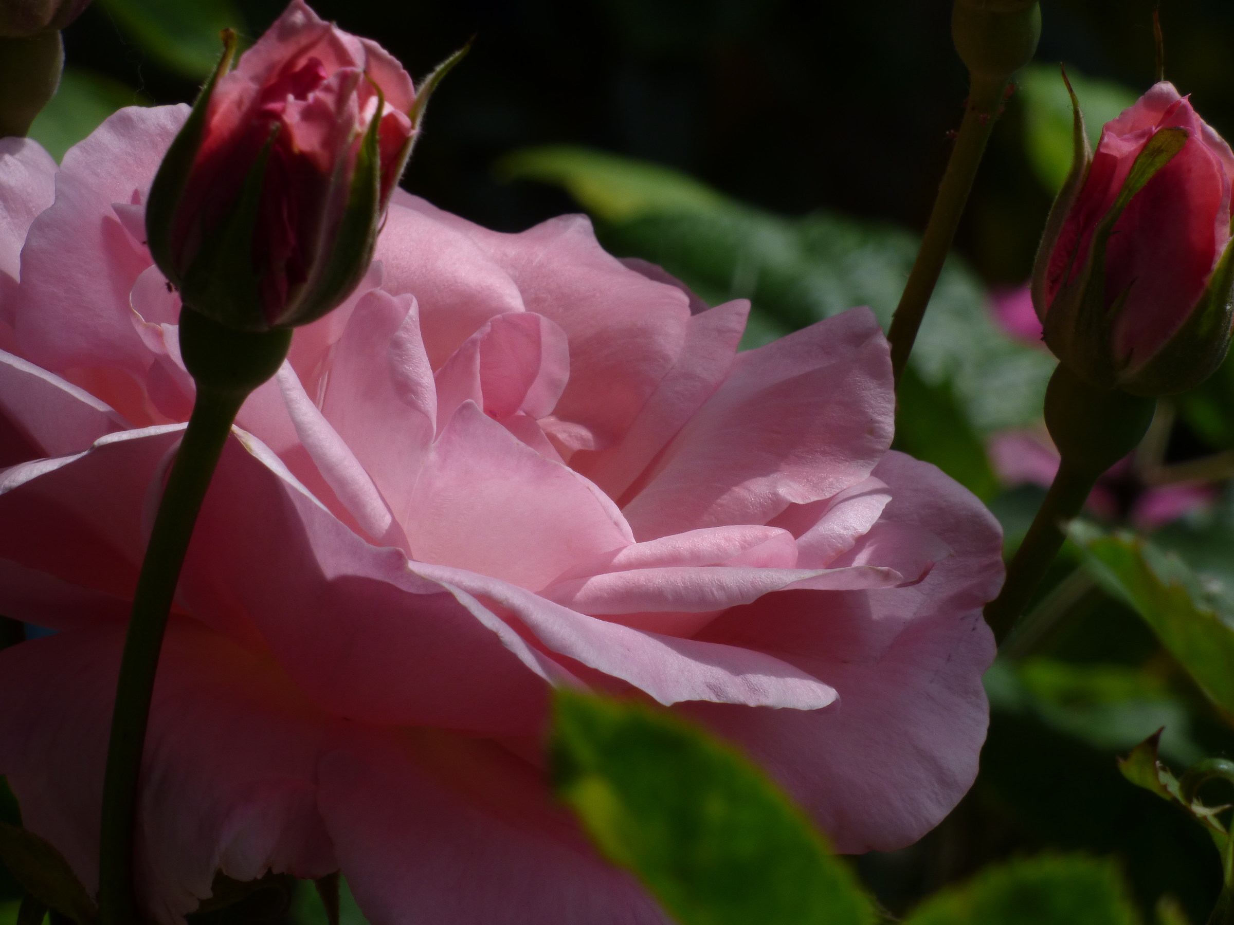 Rosa con i gemelli