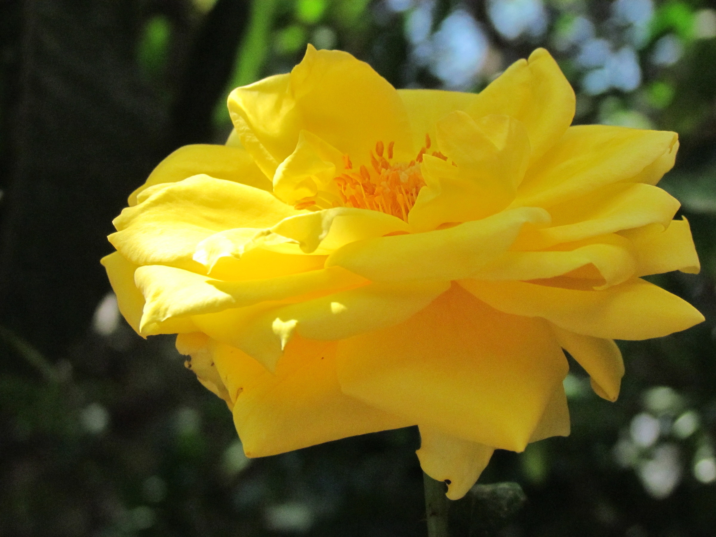 Yellow Rose 03