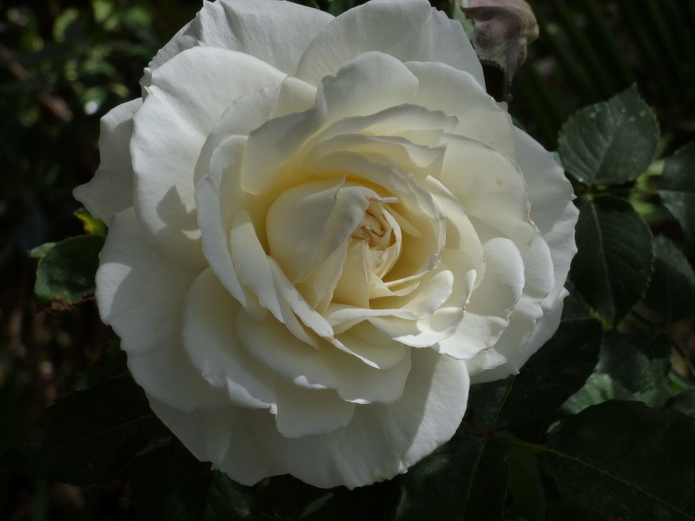 White Rose