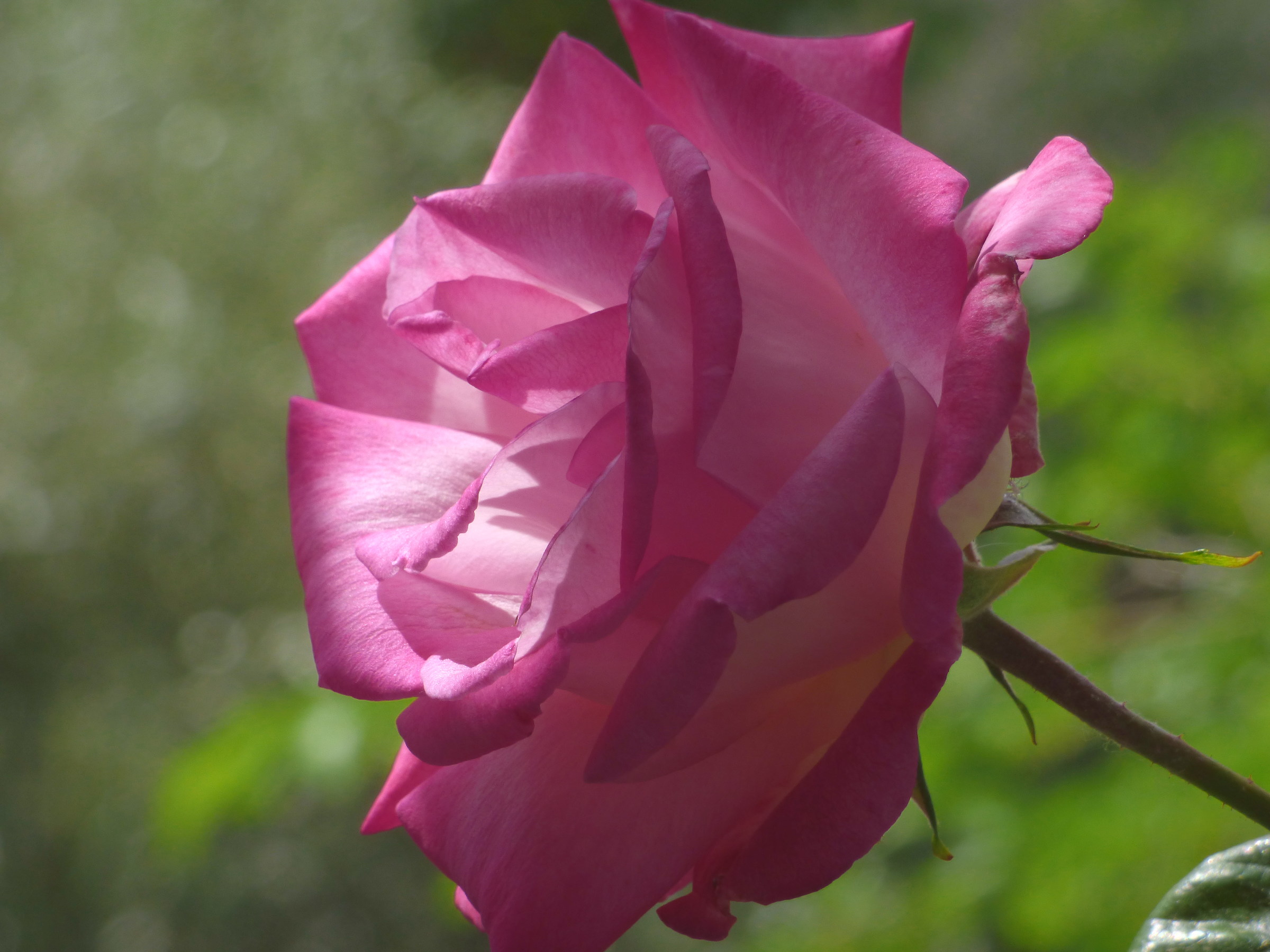 Between red and pink