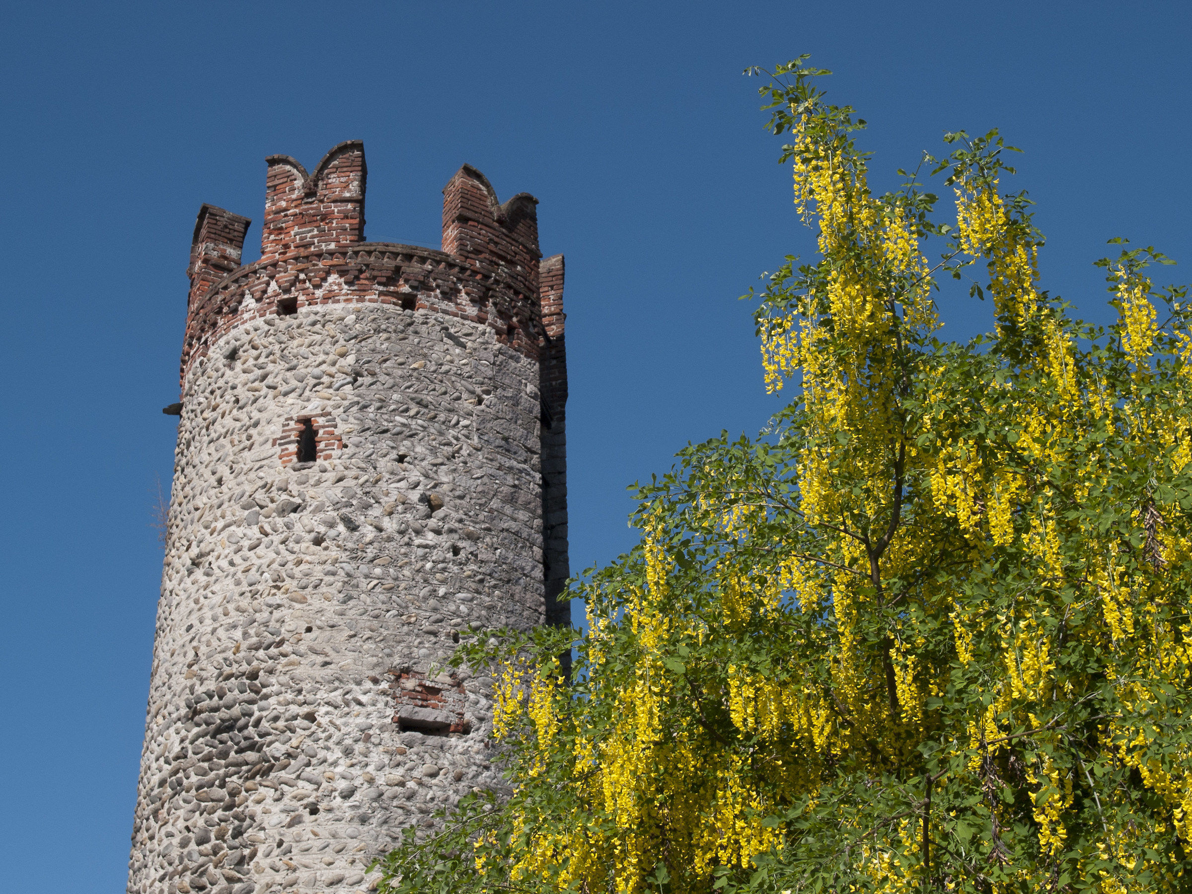 la torre e il maggiociondolo