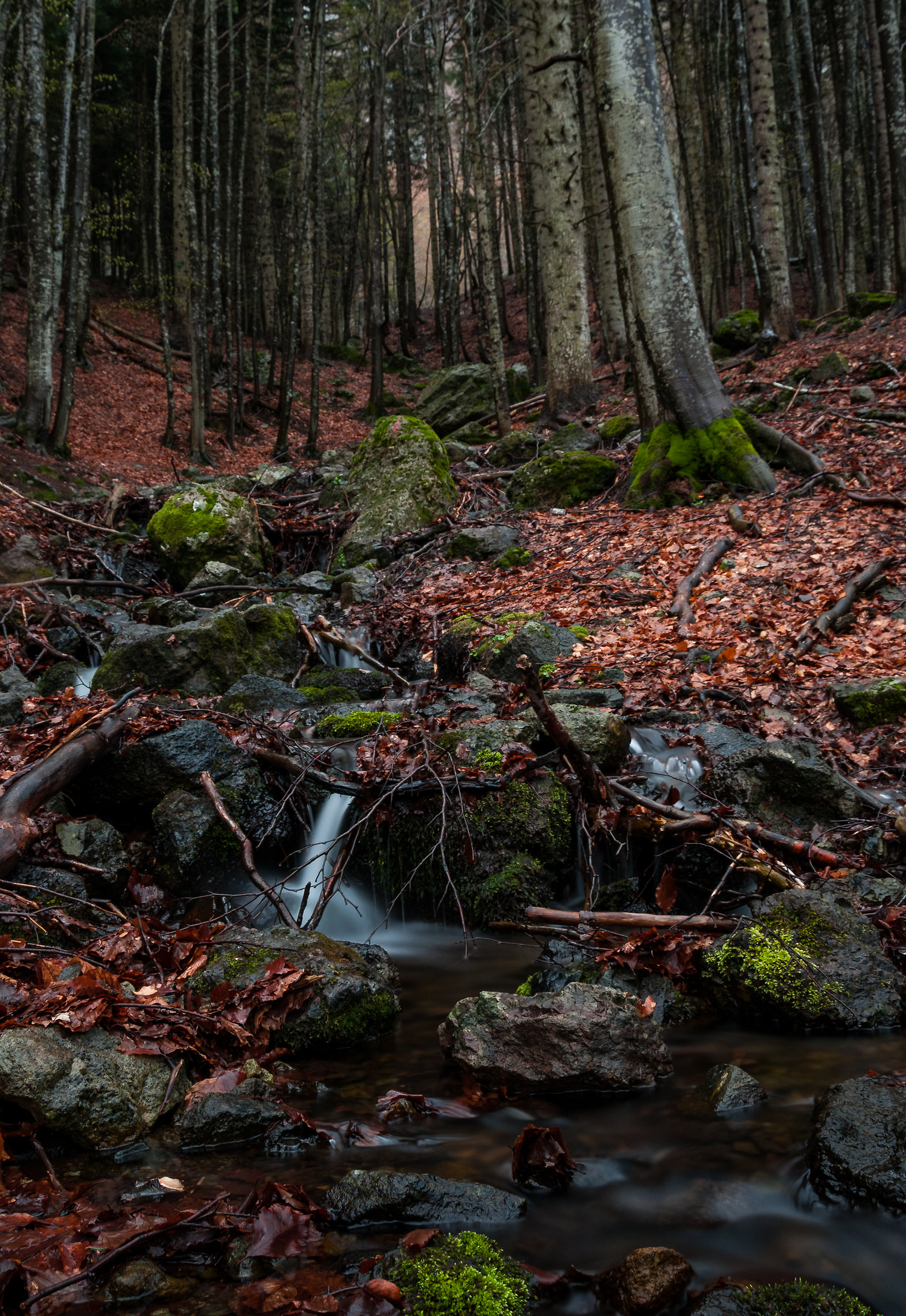 Ruscello Val d'Aveto