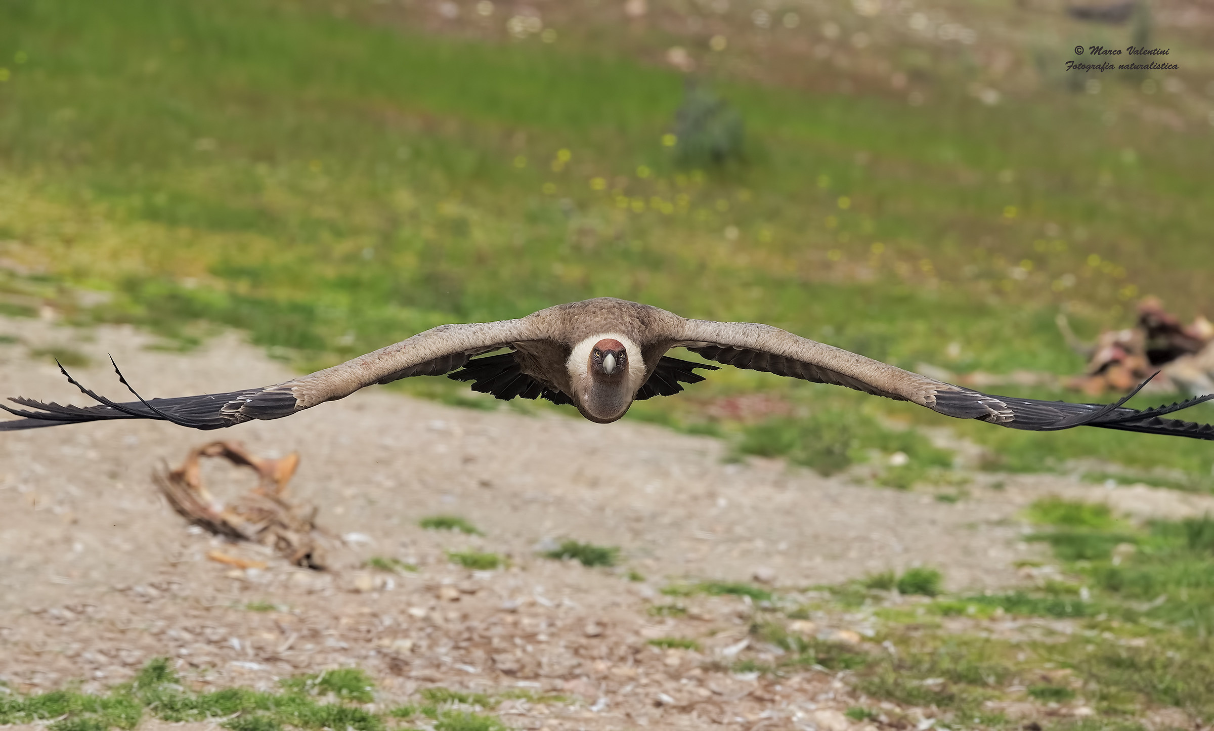 Grifone Front flight