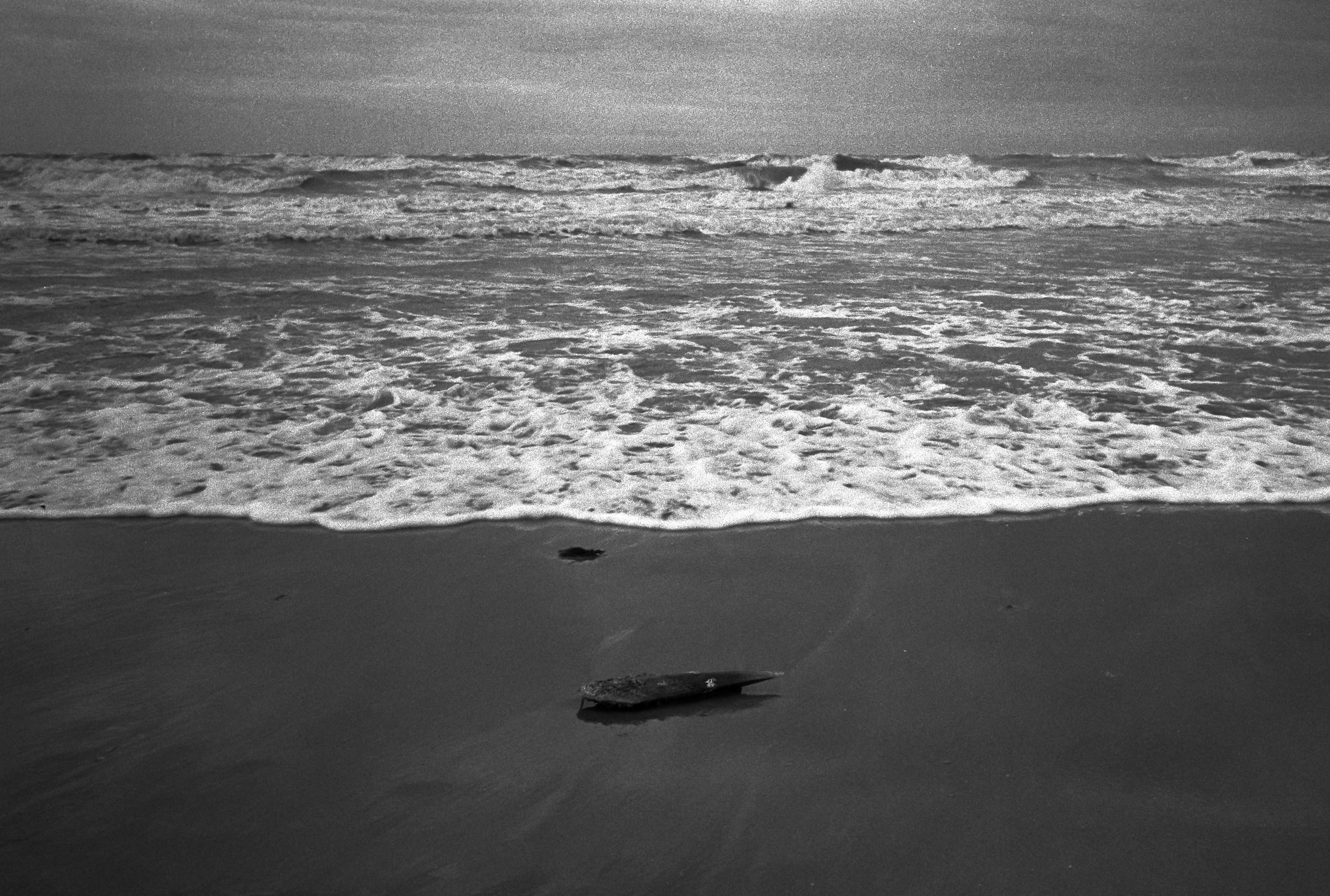 Morte di una conchiglia