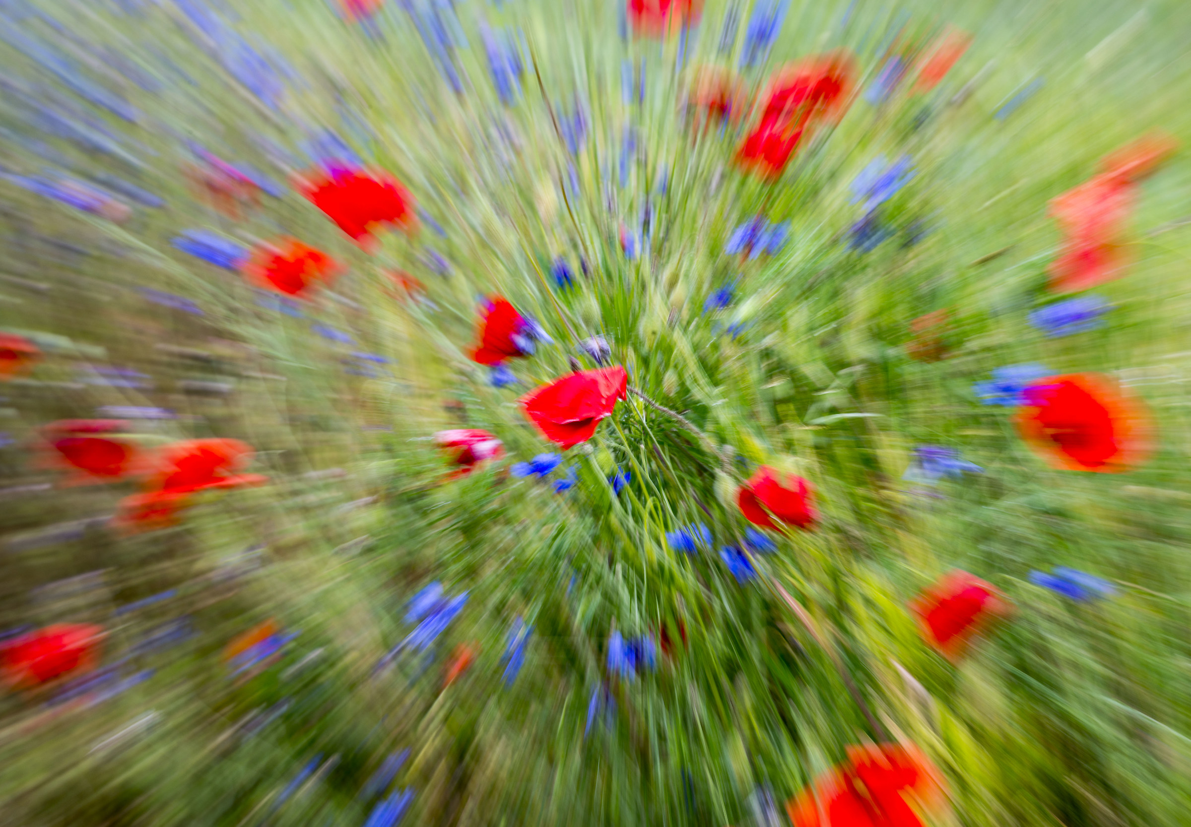 Esplosione di primavera!