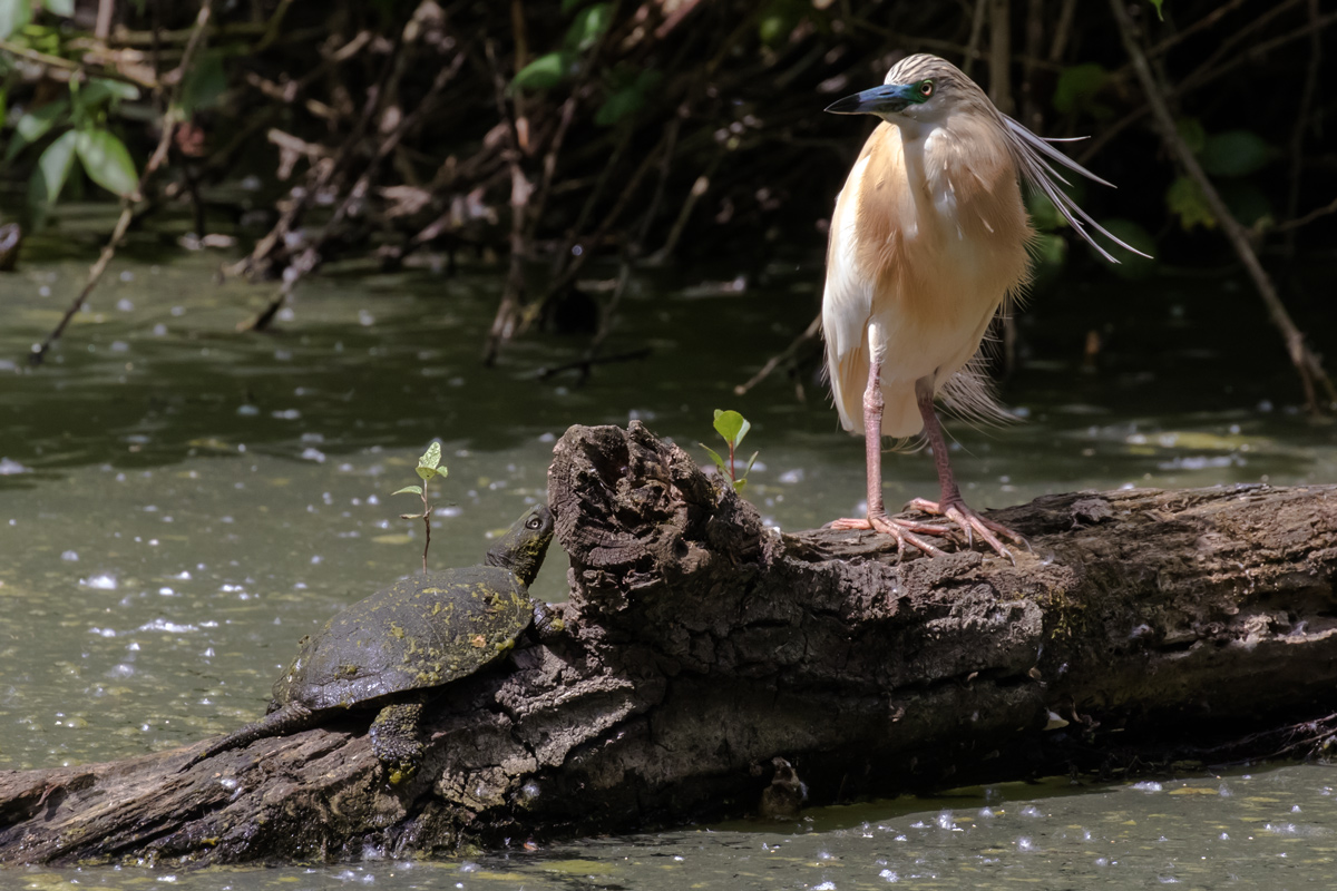 Squacco with girlfriend