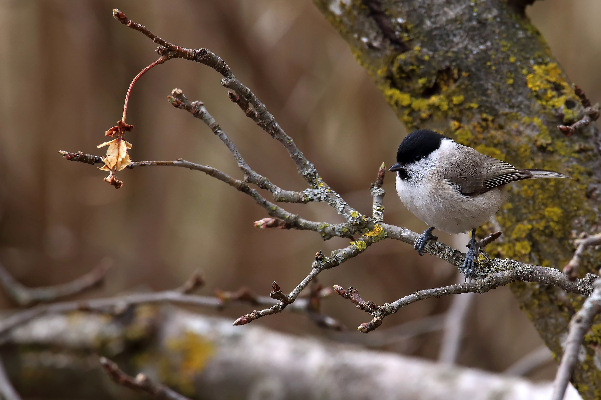 Willow Tit