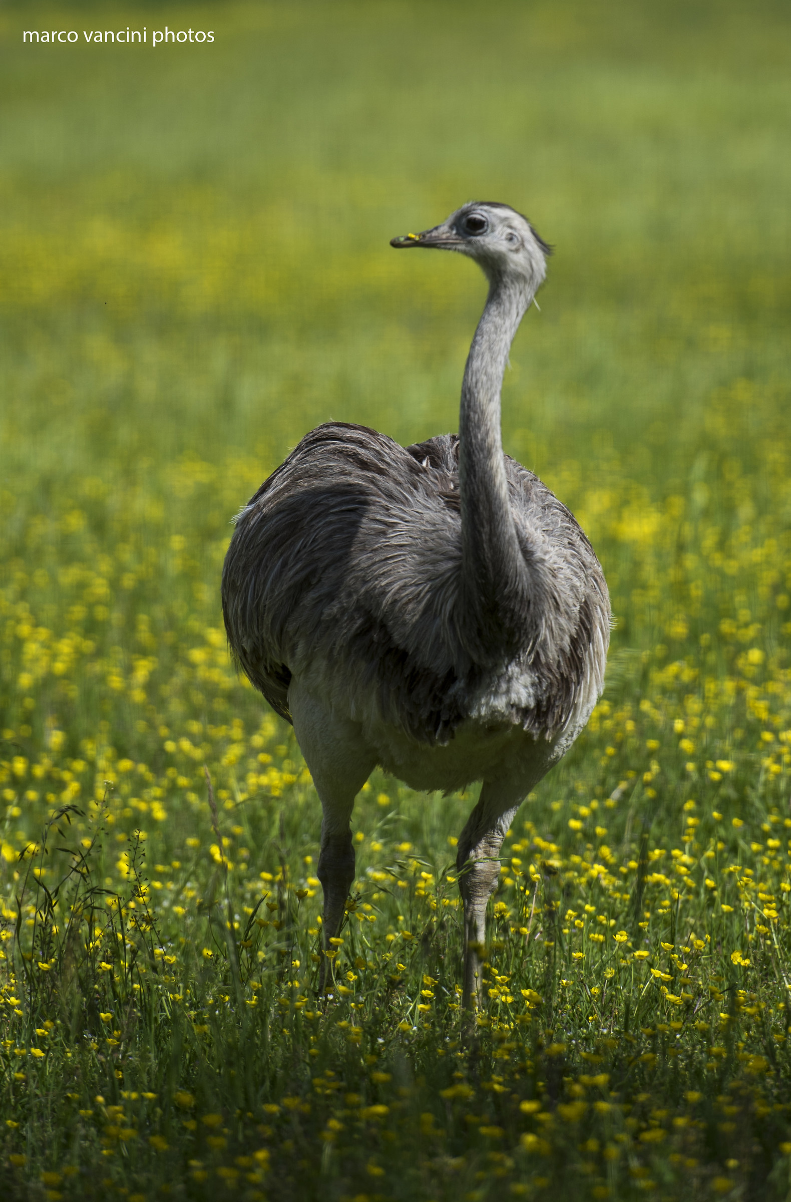 the ostrich