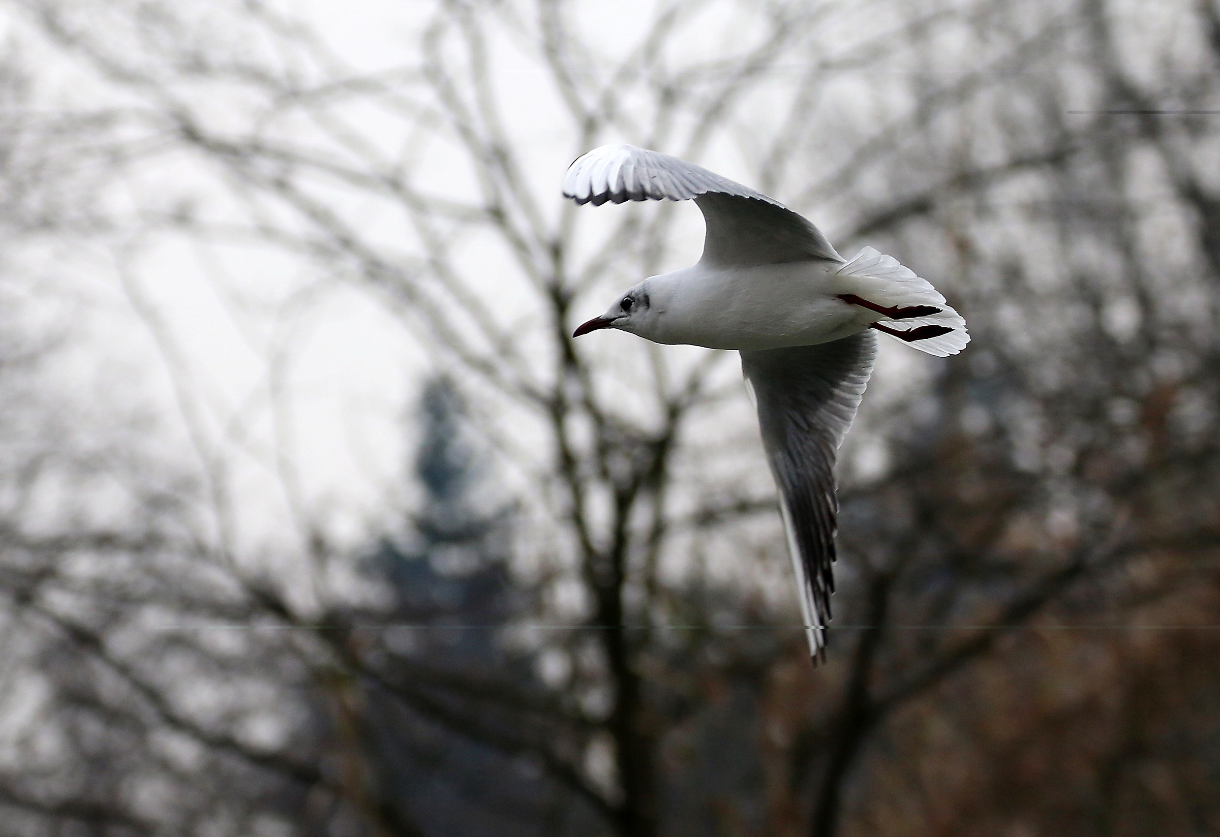 Seagull flying