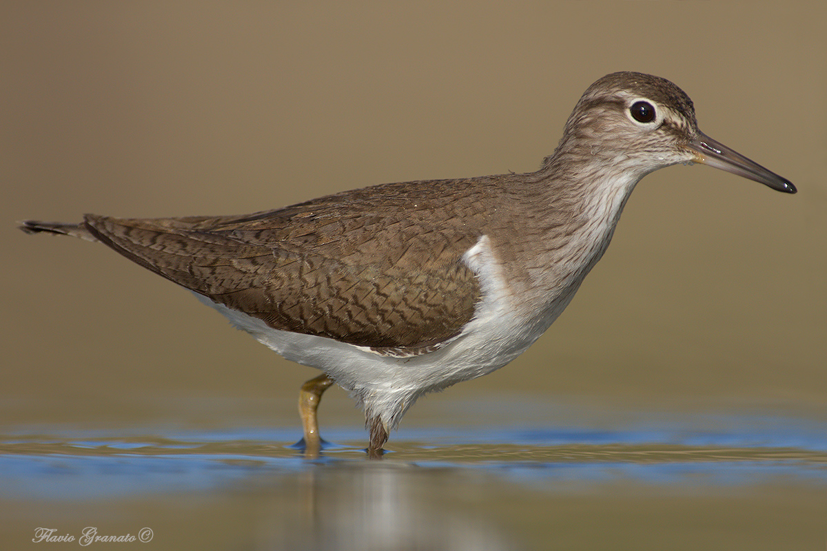 sandpiper