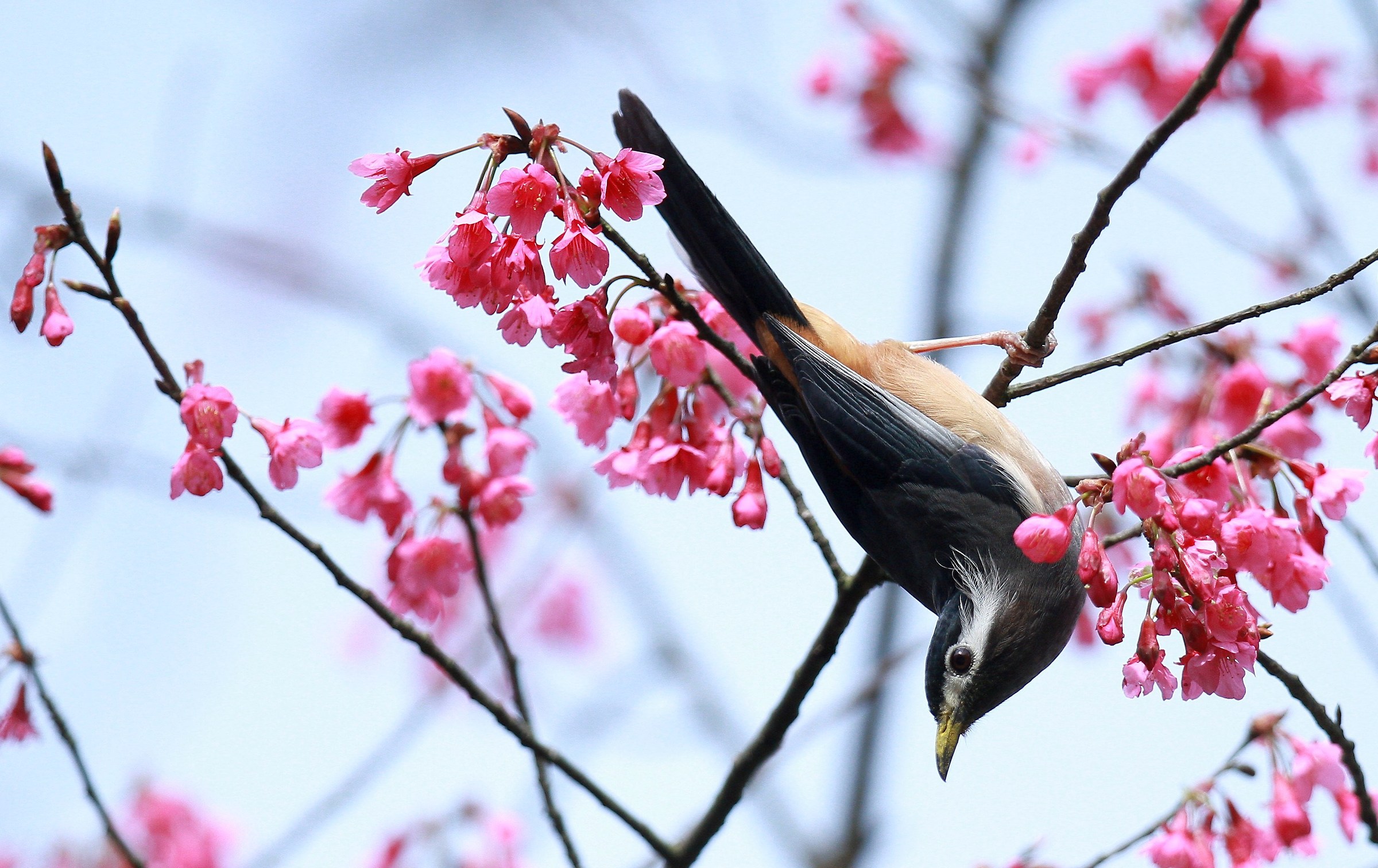 Sibia bianco dalle orecchie