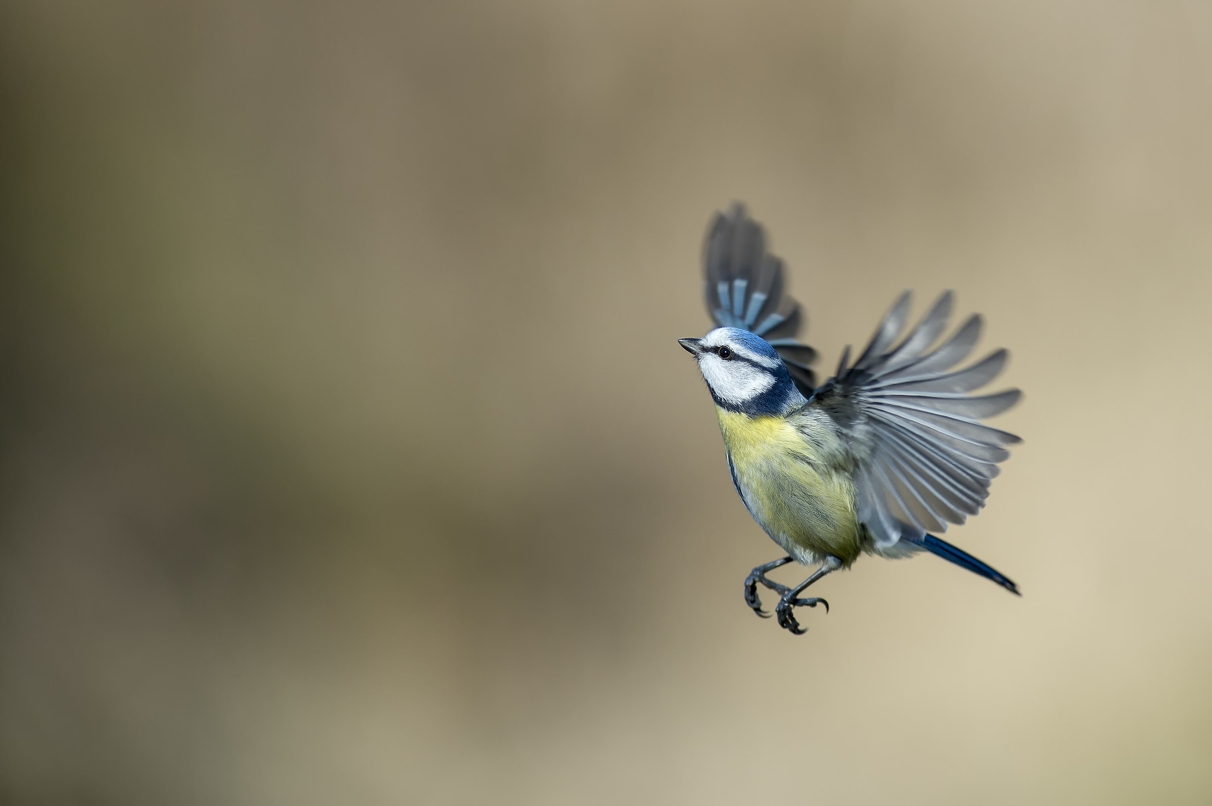 blue tit