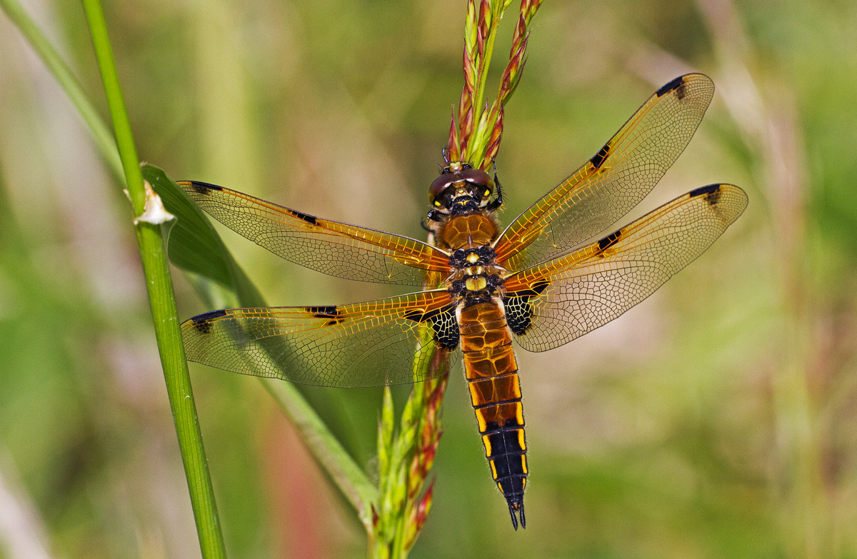 Libellula quadrimaculata - femmina
