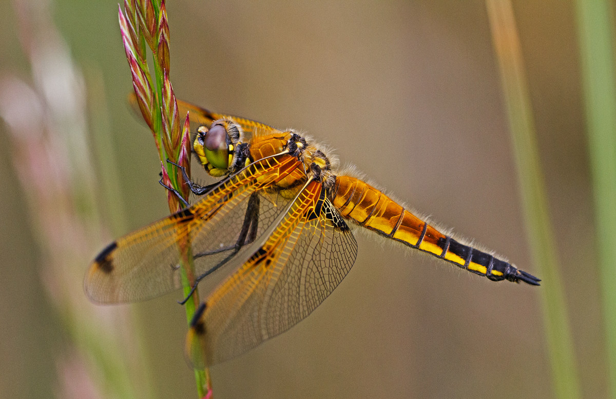 Libellula quadrimaculata - femmina