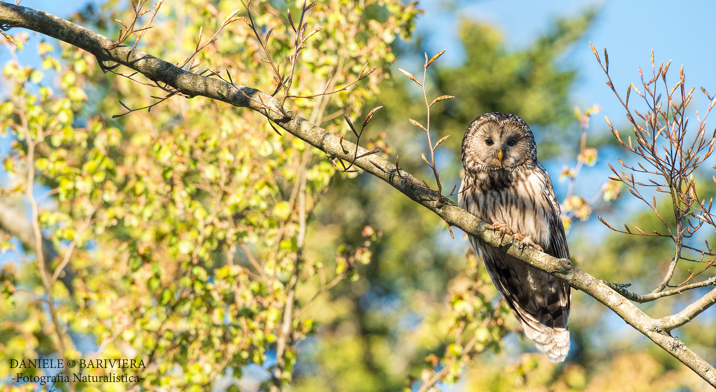 Ural owl