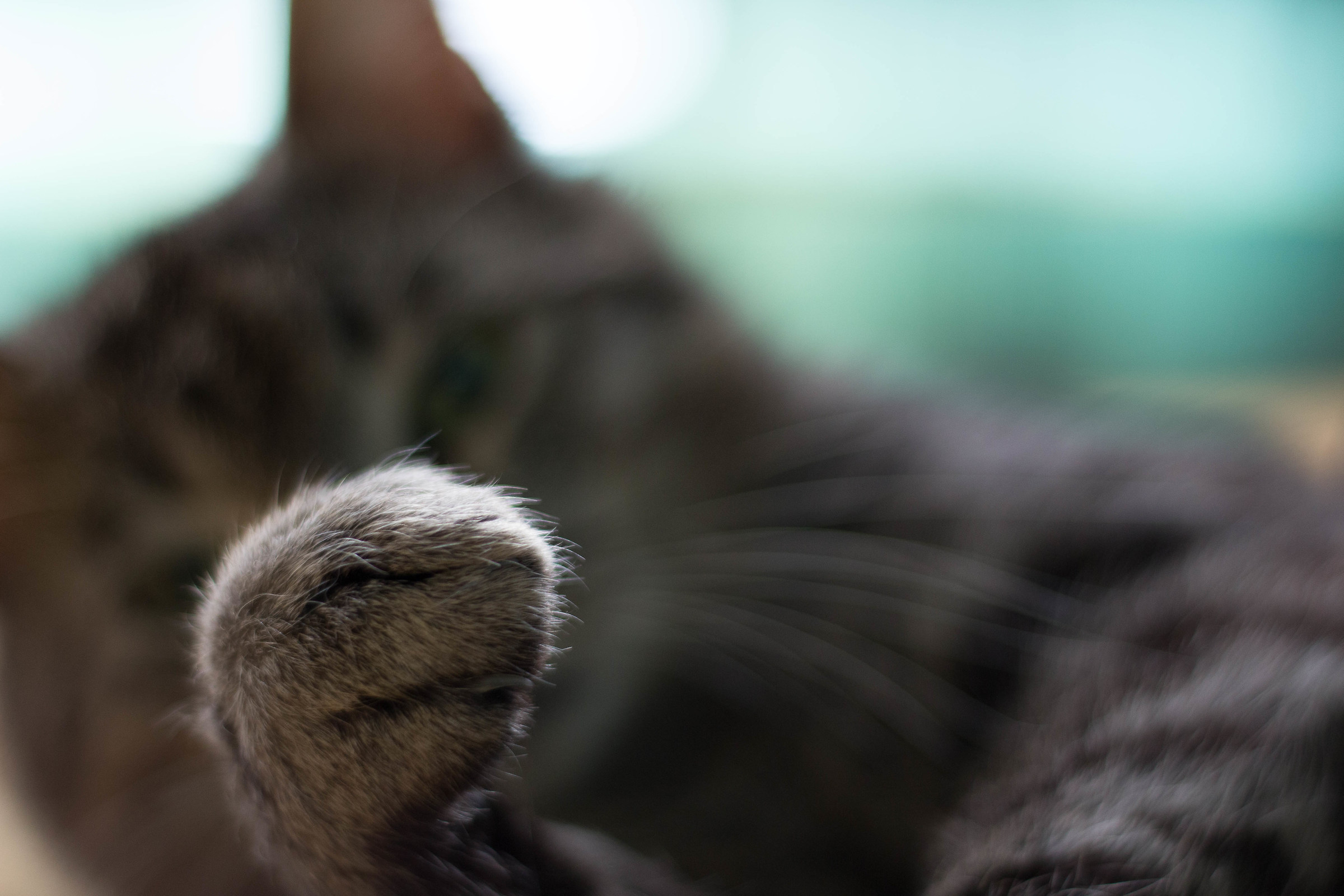 Qua la zampa, umano!